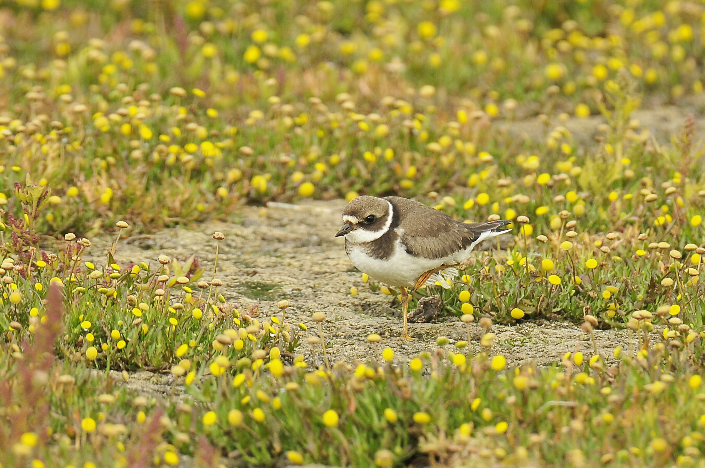 Corriere grosso (Ringed Plover)