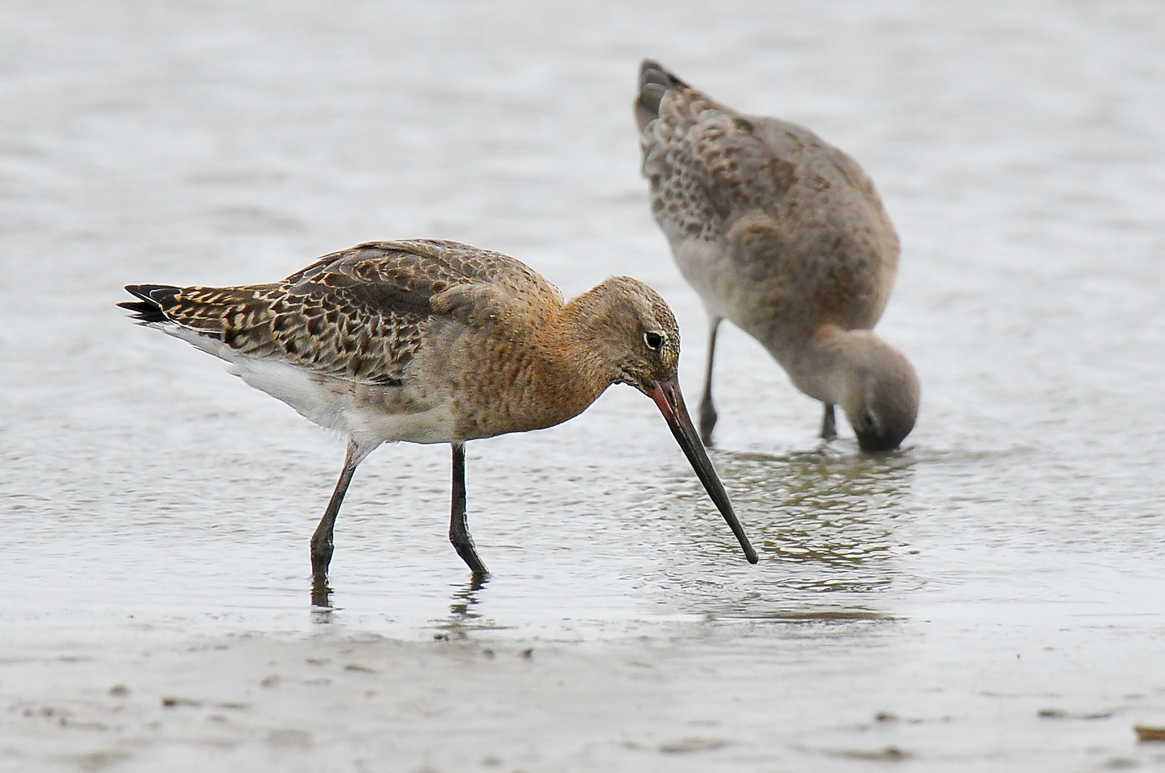 Pittima reale (Black-tailed Godwit)