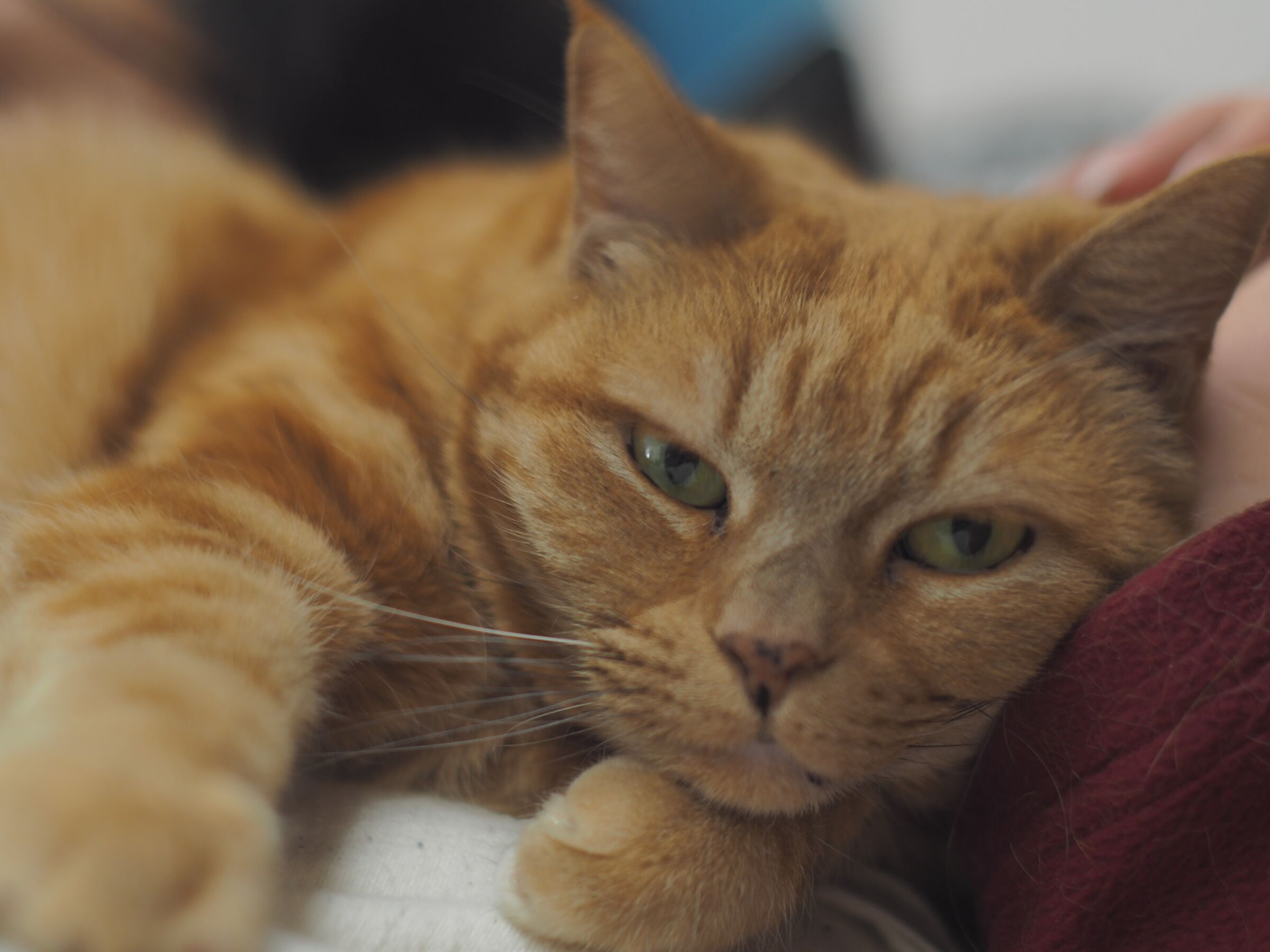 Fanta - sviluppata con Oly workspace