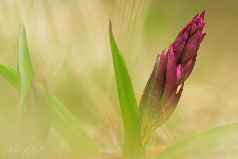 Dactylorhiza sambucina