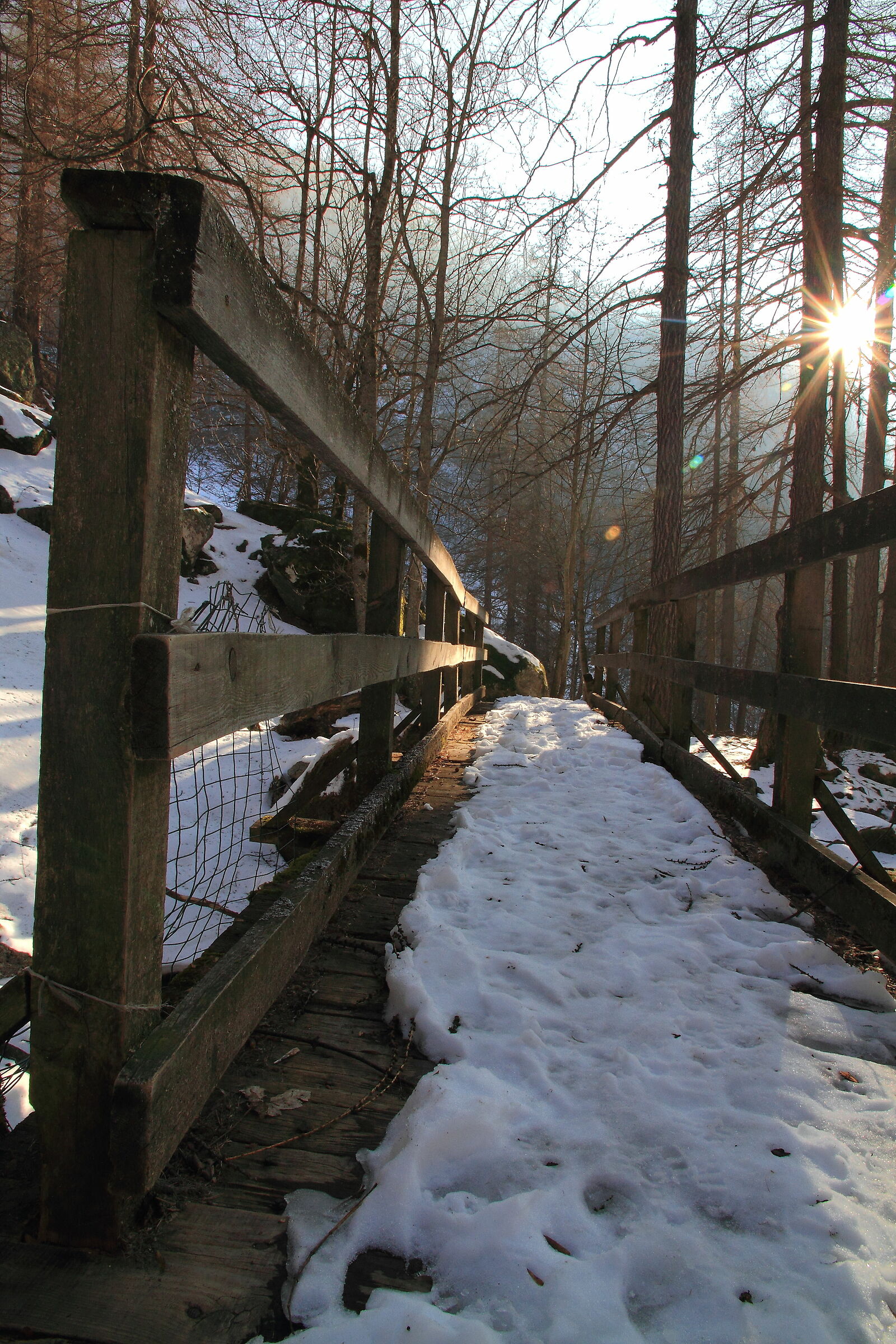 Ponticello nel bosco..