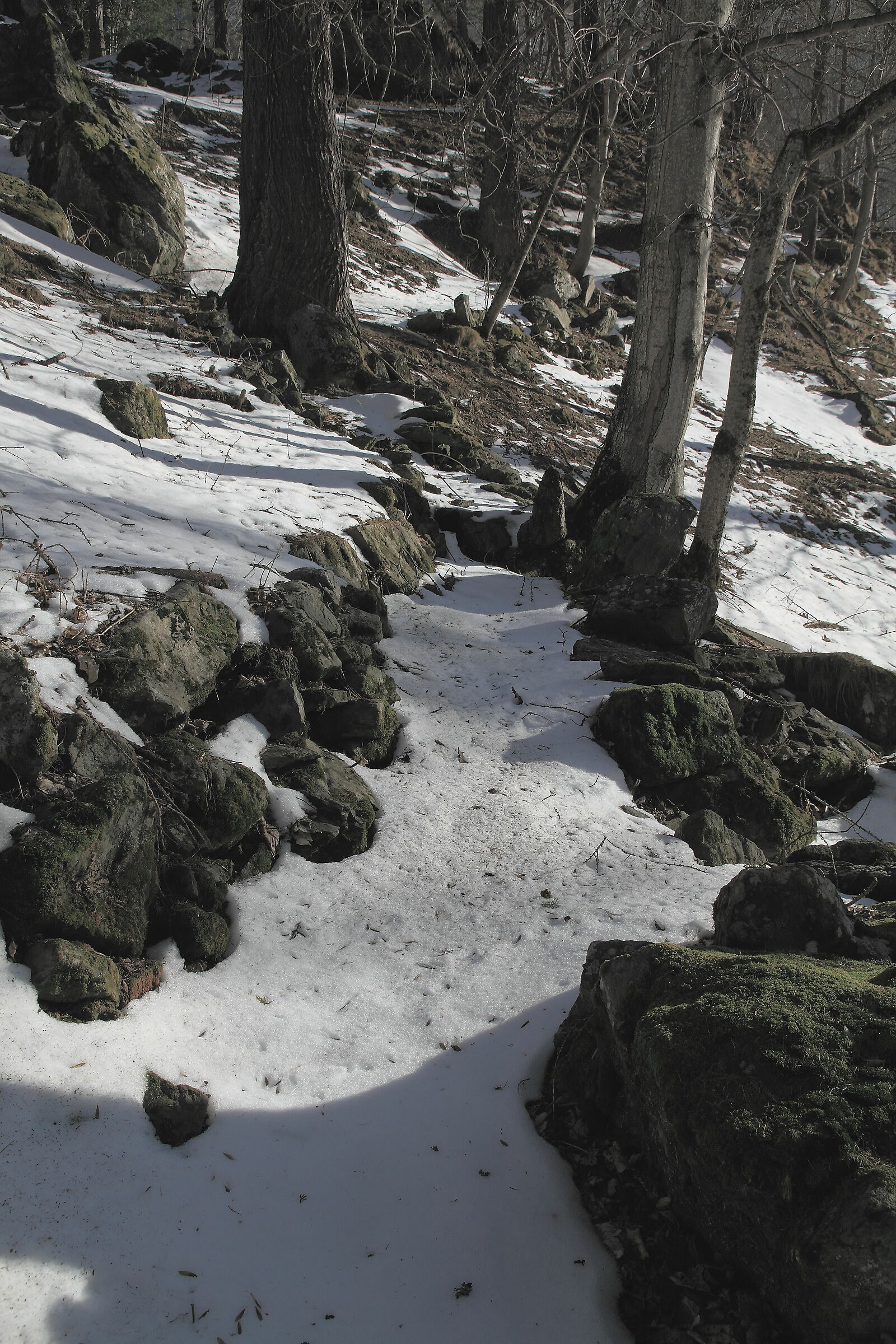 Vecchio sentiero innevato..