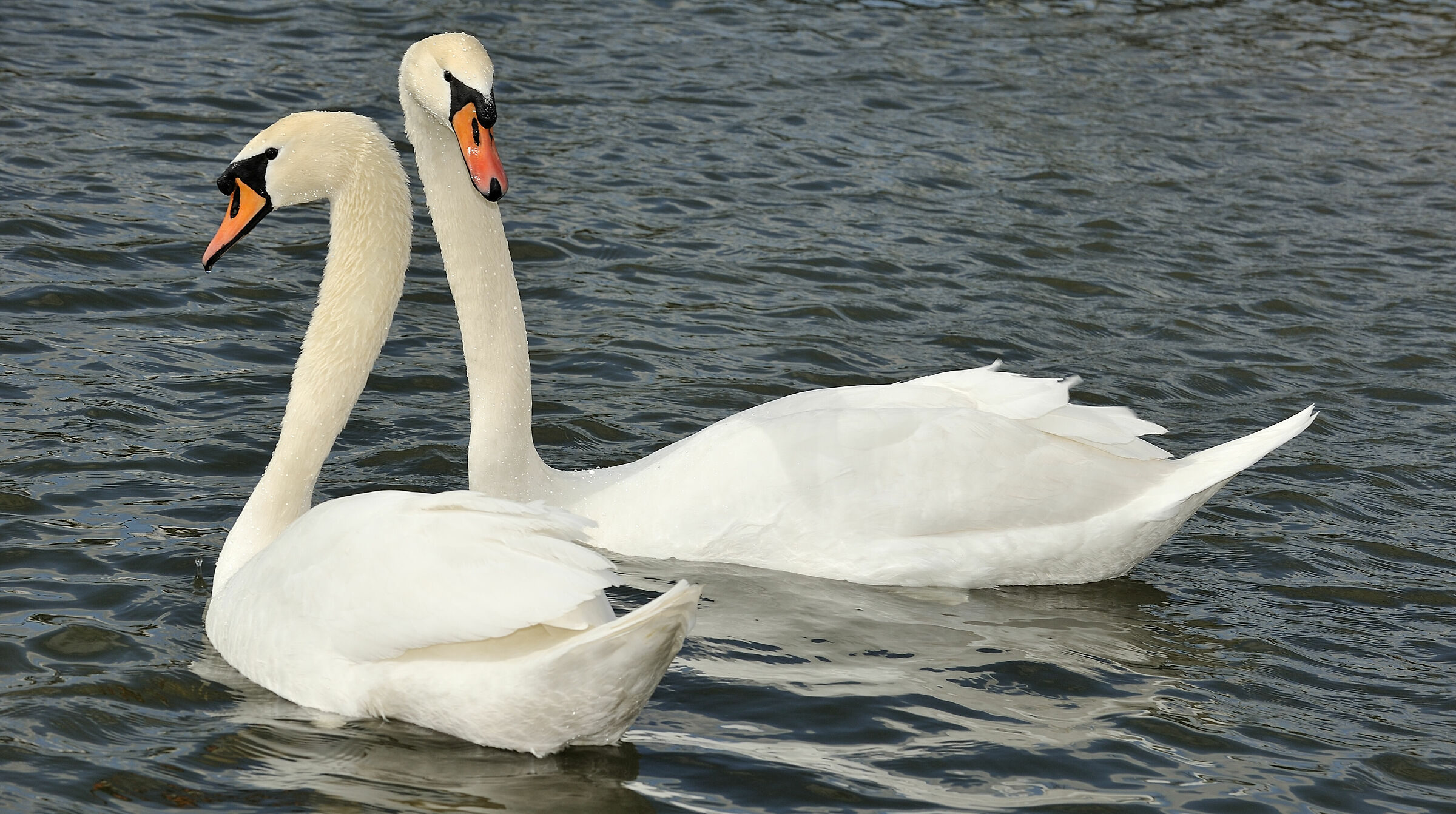 Swans