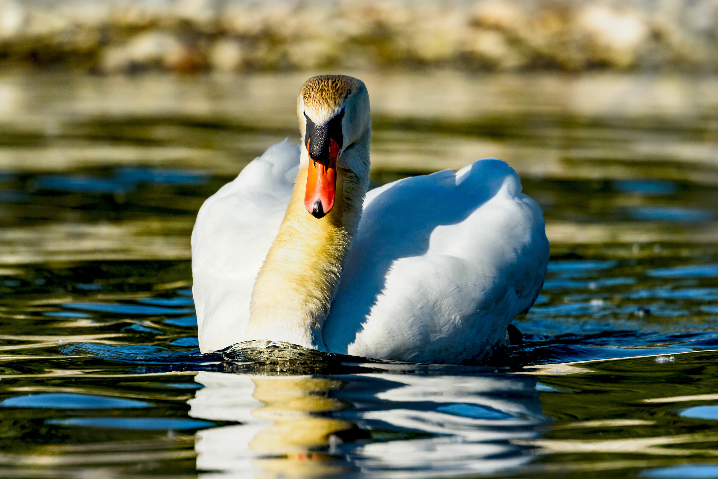 The elegance of the Swan