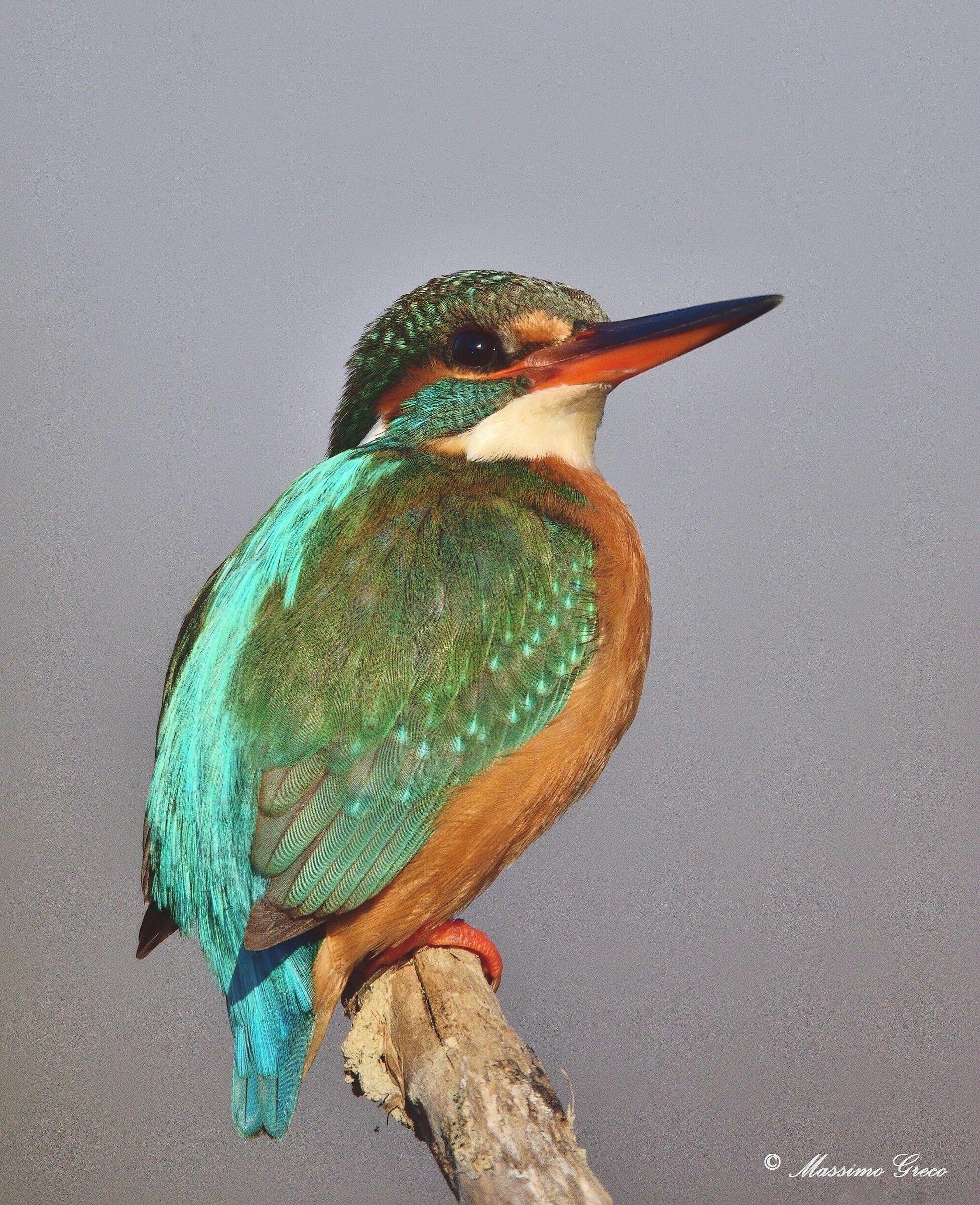 Kingfisher