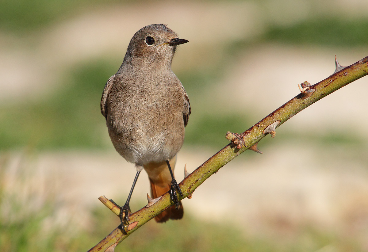 Black Redstart