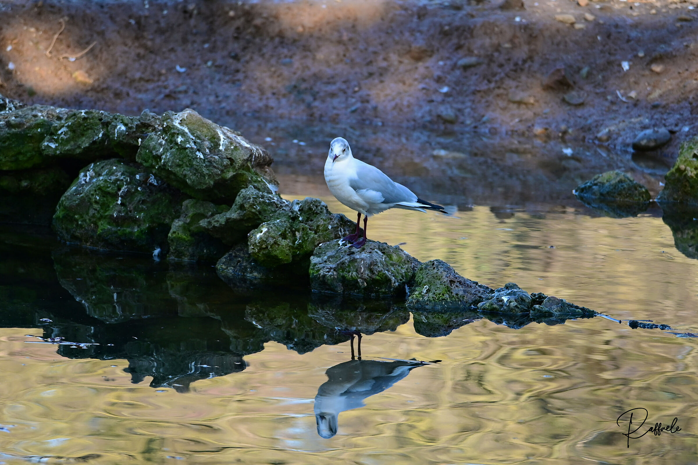 formato DX  JPG ON camera