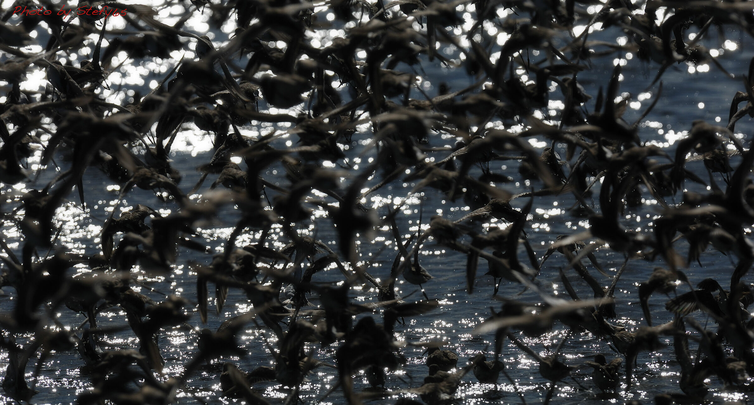 Flock of young Knights of Italy