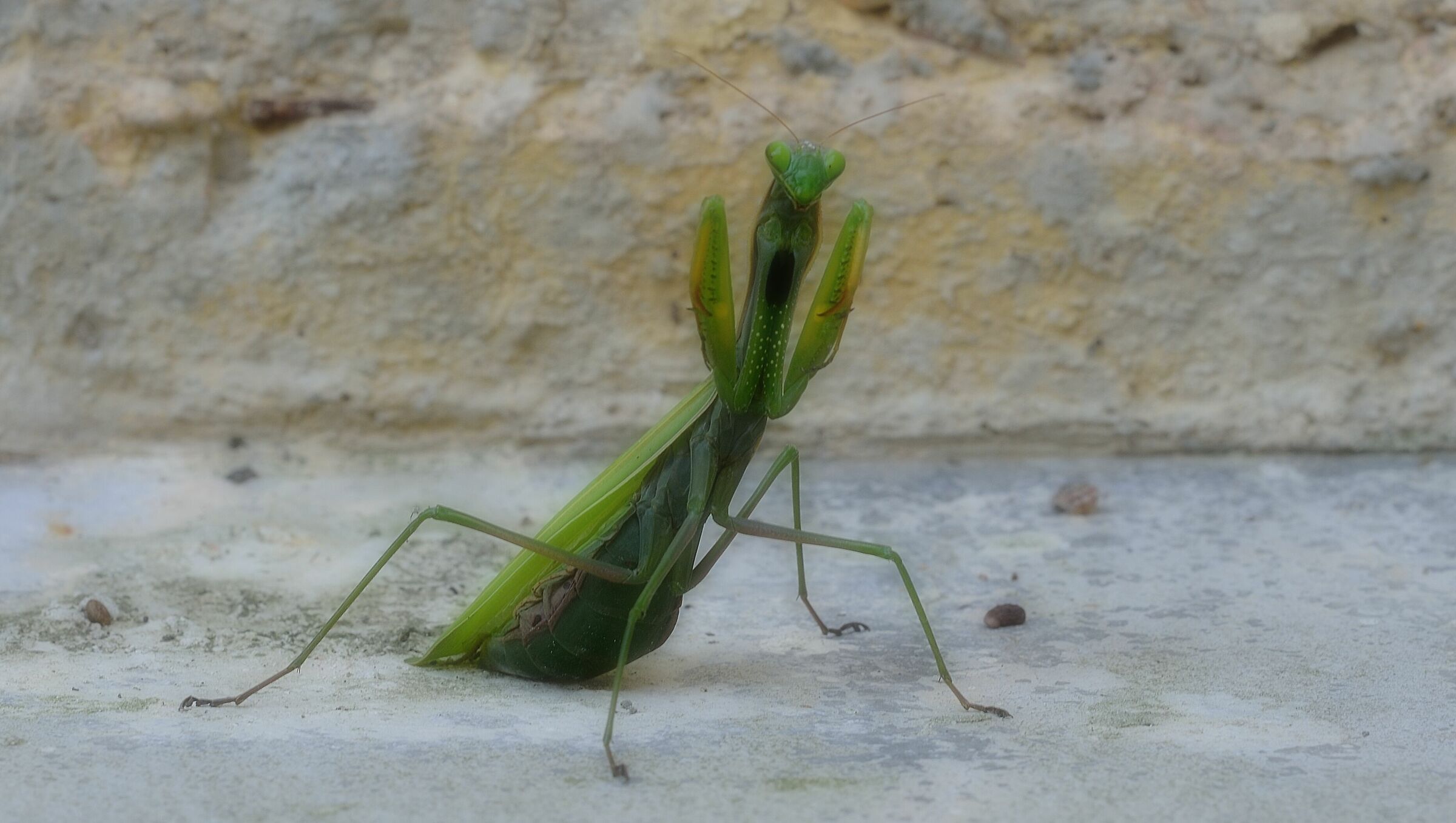 Mantis in attack phase