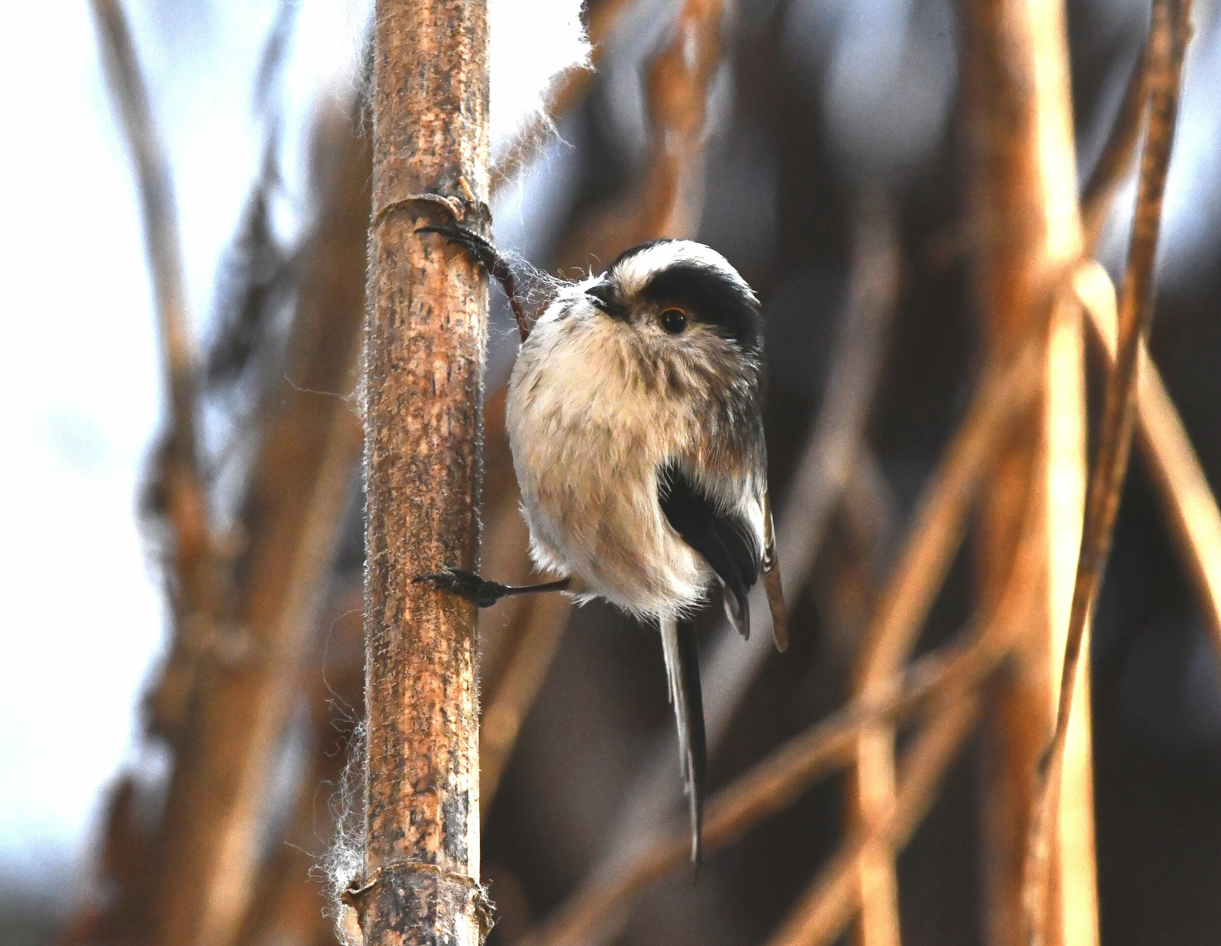 Start the preparation of the nest