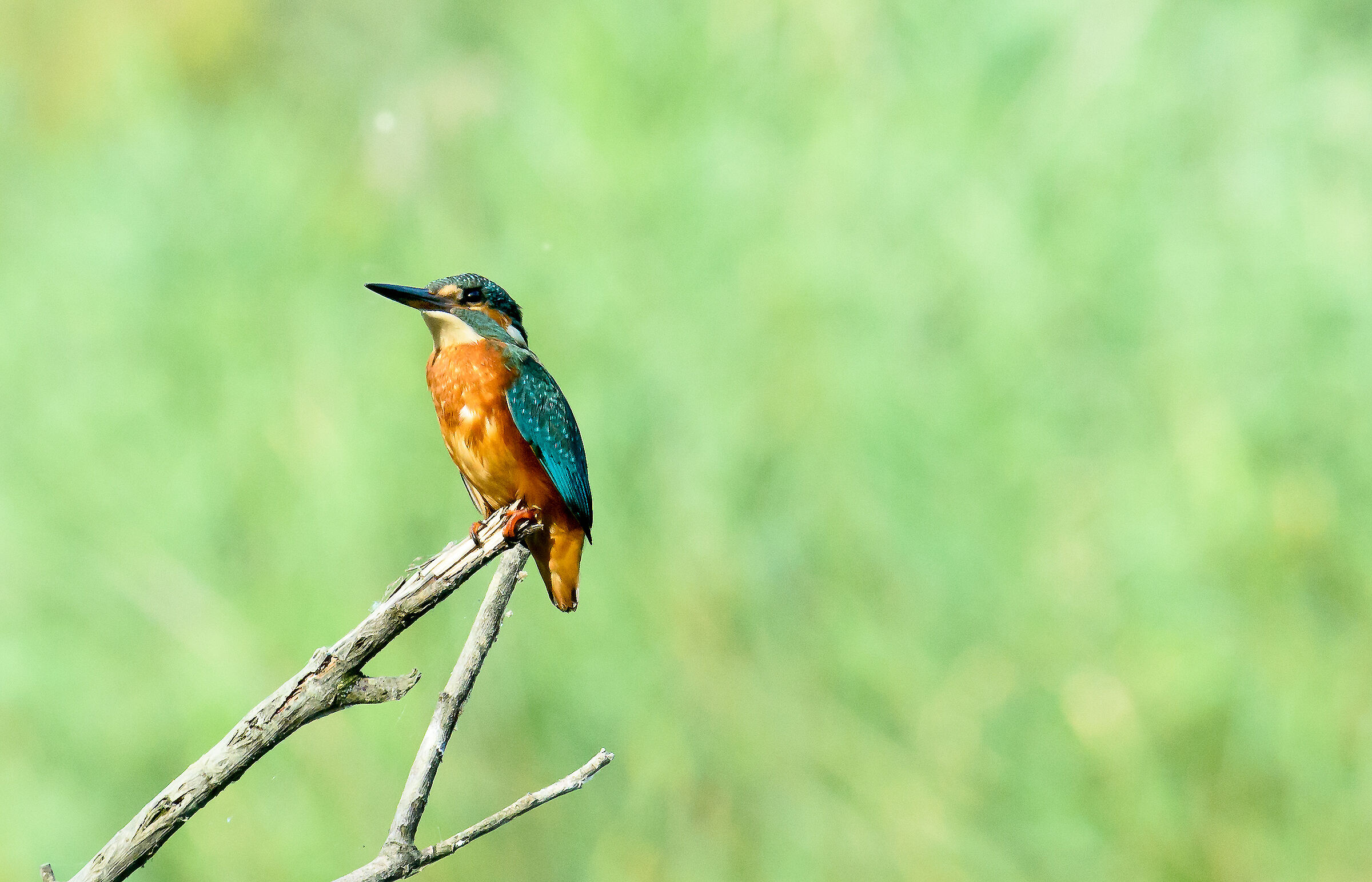 Kingfisher