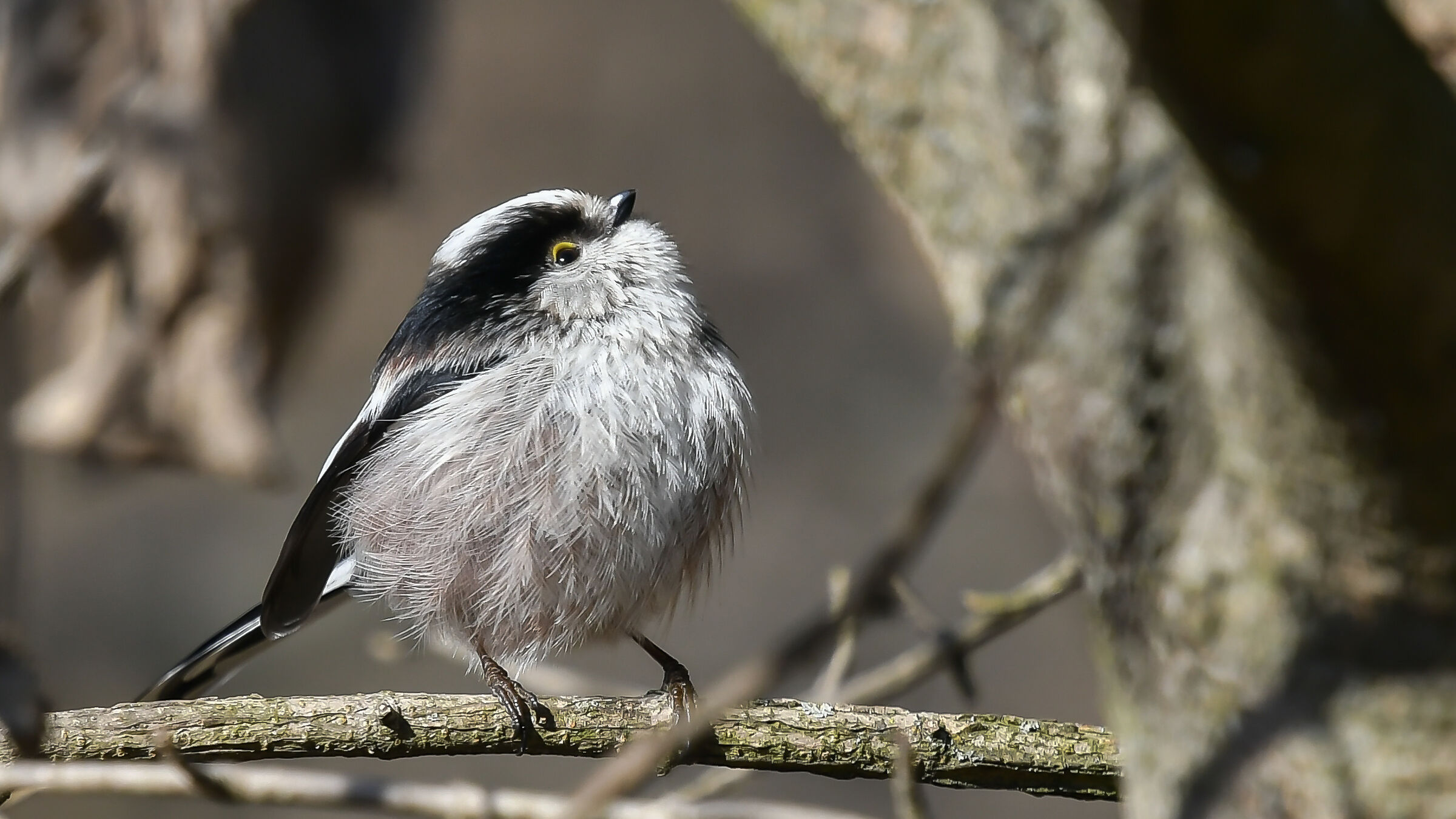 Il mio primo Codibugnolo