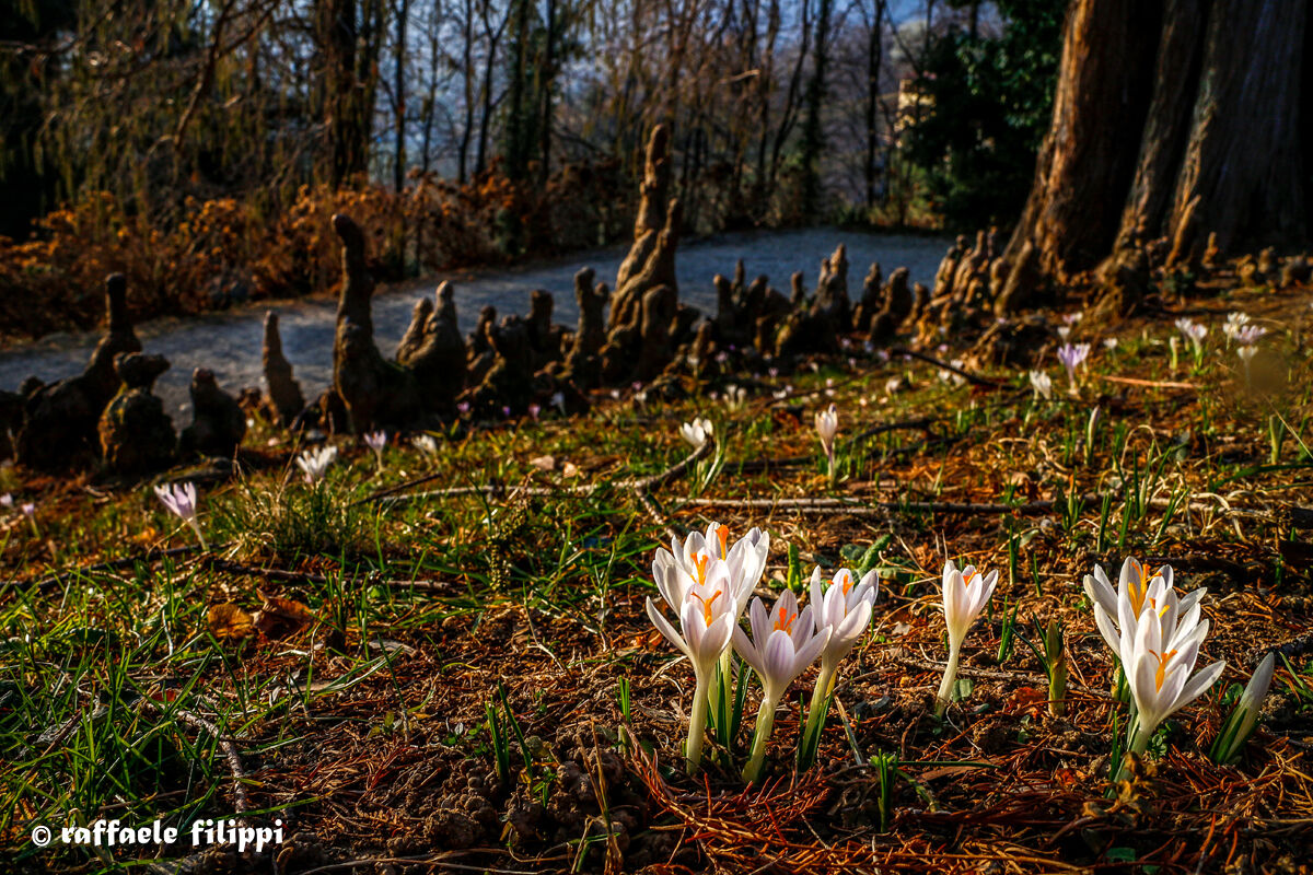 Crocus - Burcina - Biellese