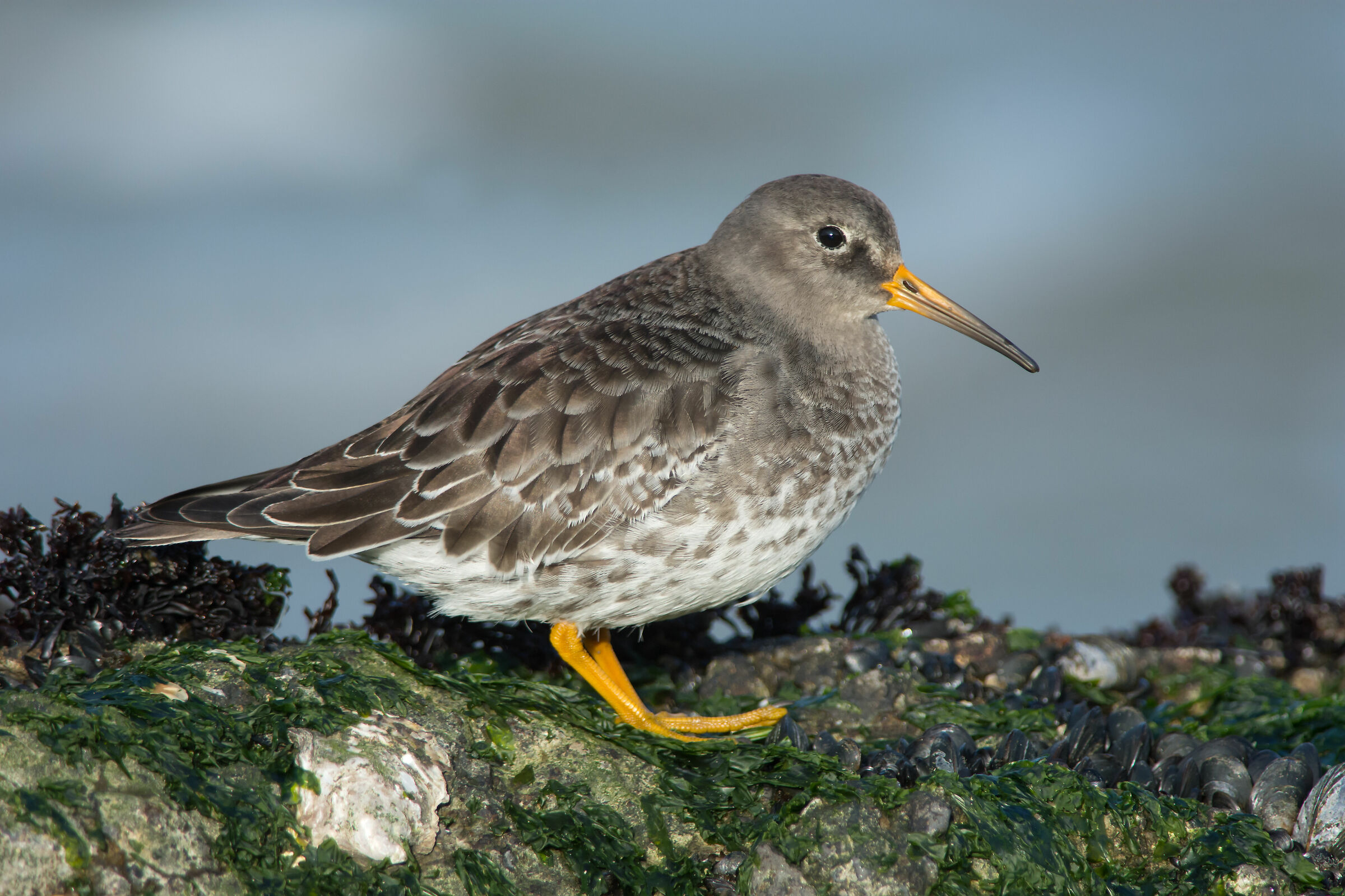 Sandpiper viola