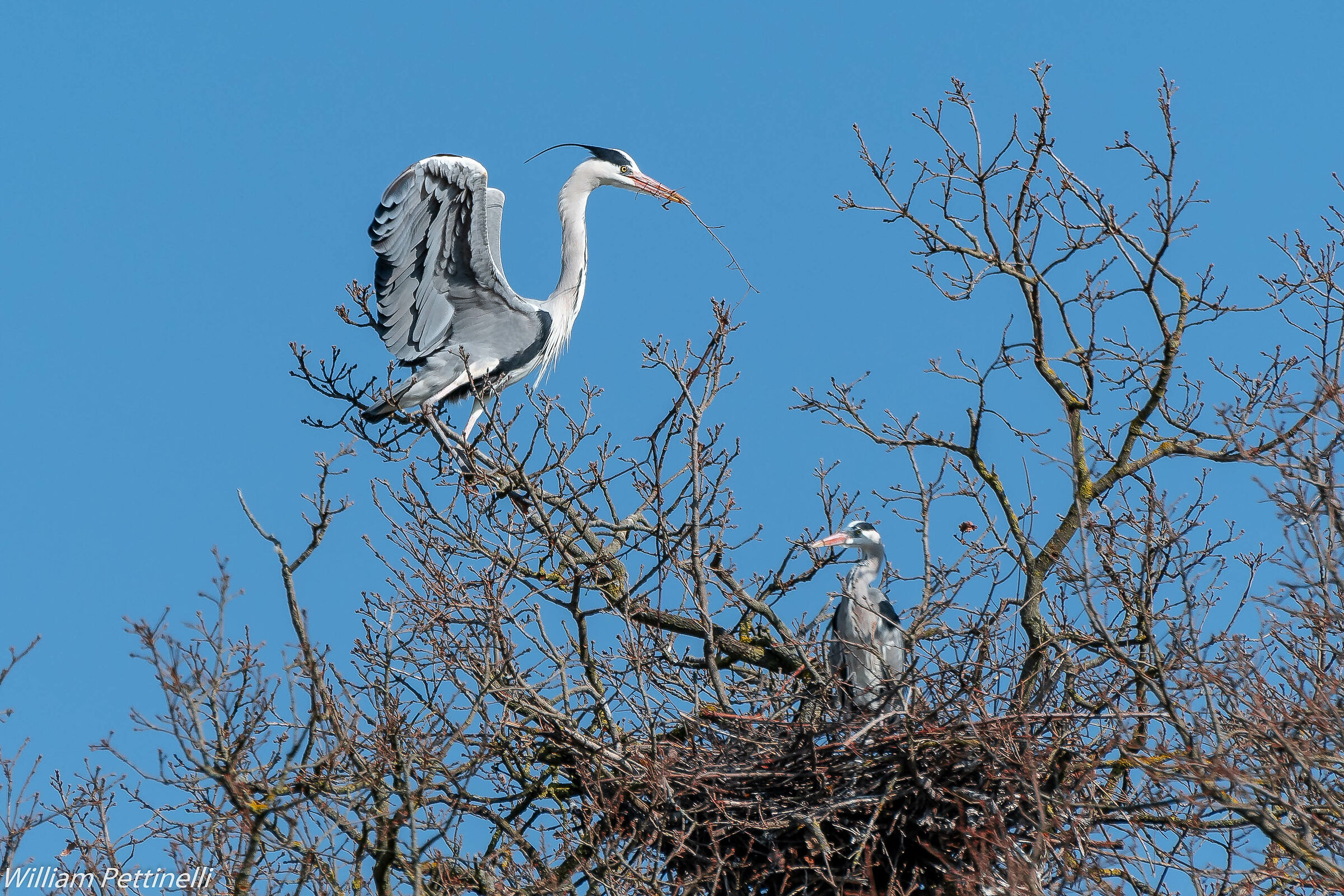 Preparing for the nest