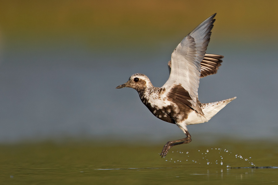Nero-gonfiato Piviere