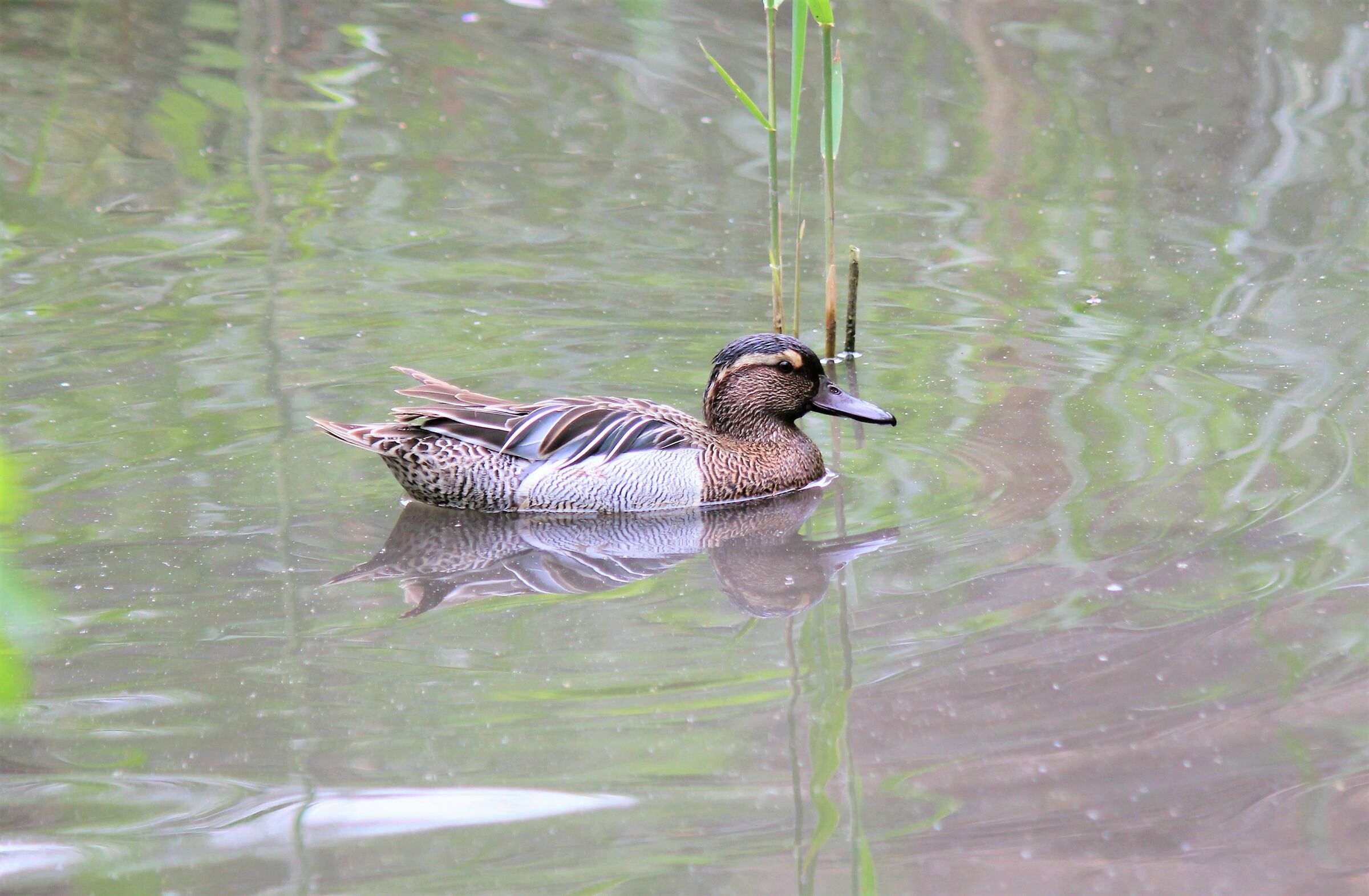 Male Garganey