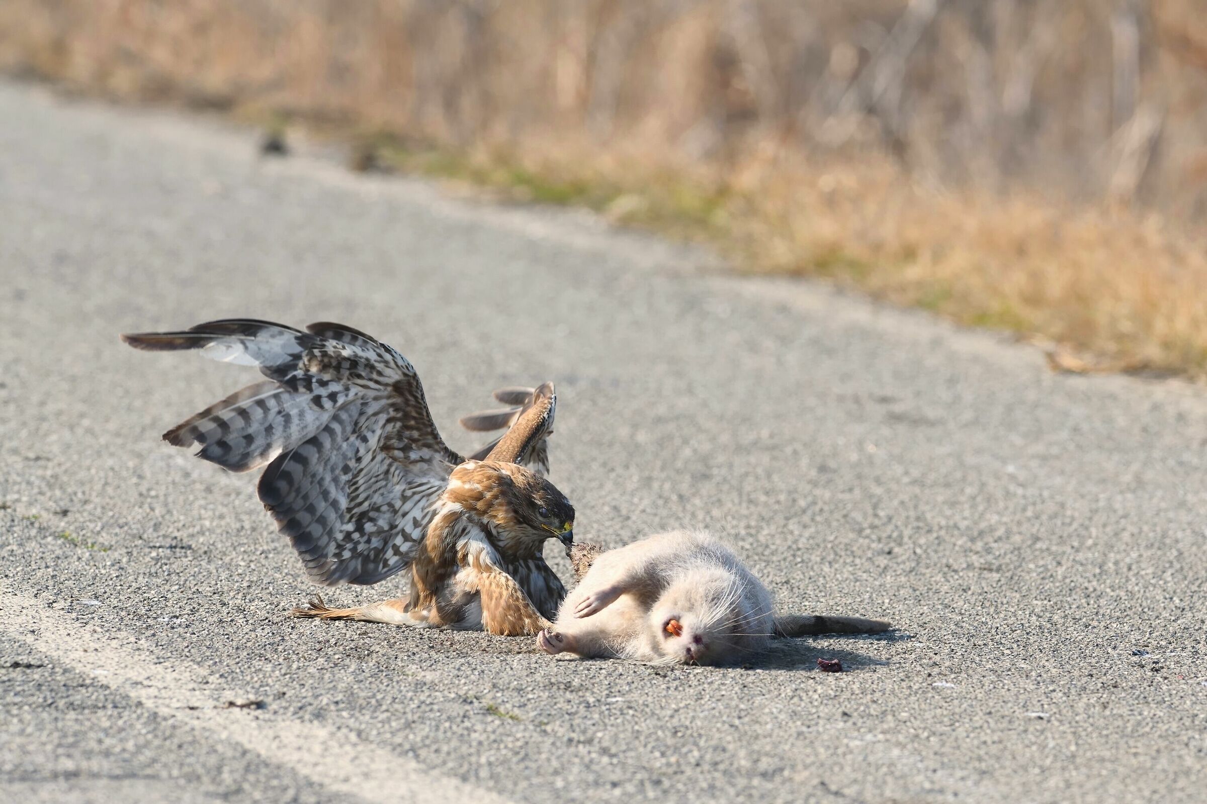 Poiana con Castorino albino 1.