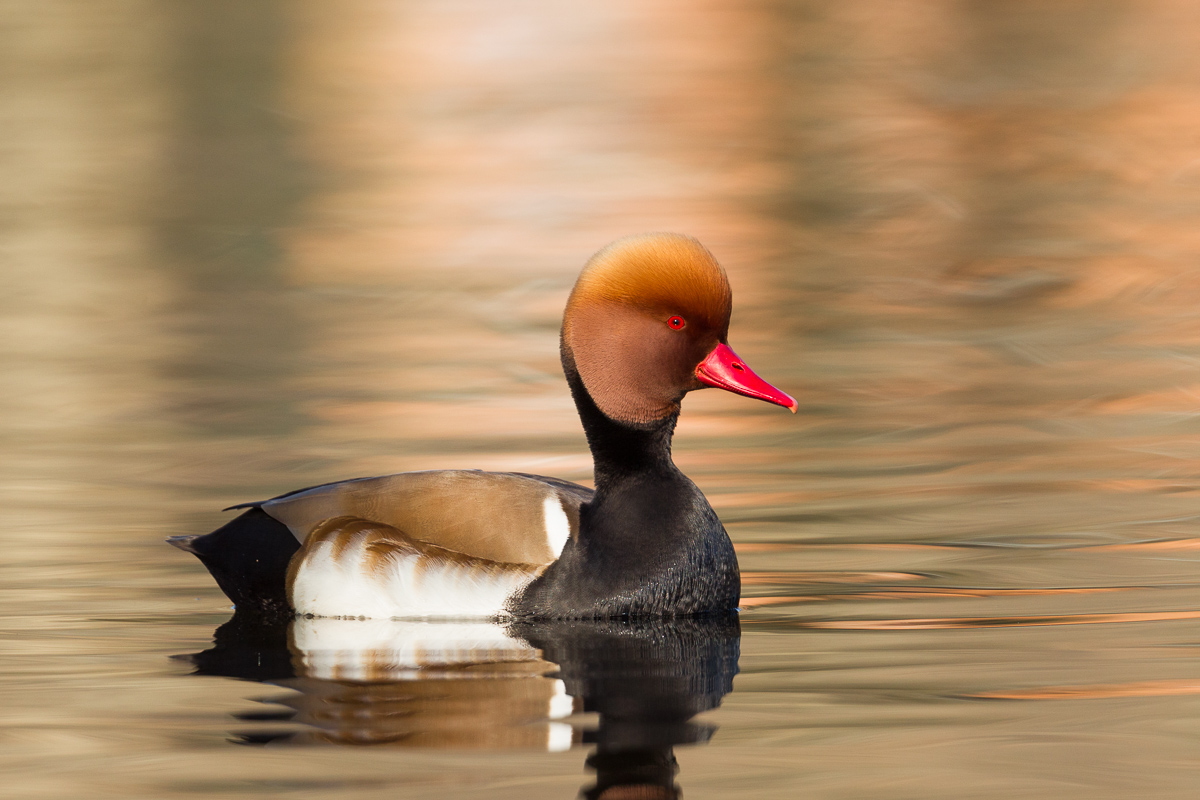 Turkish poof (Netta Rufina)