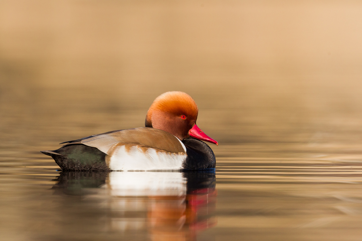 Turkish poof (Netta Rufina)
