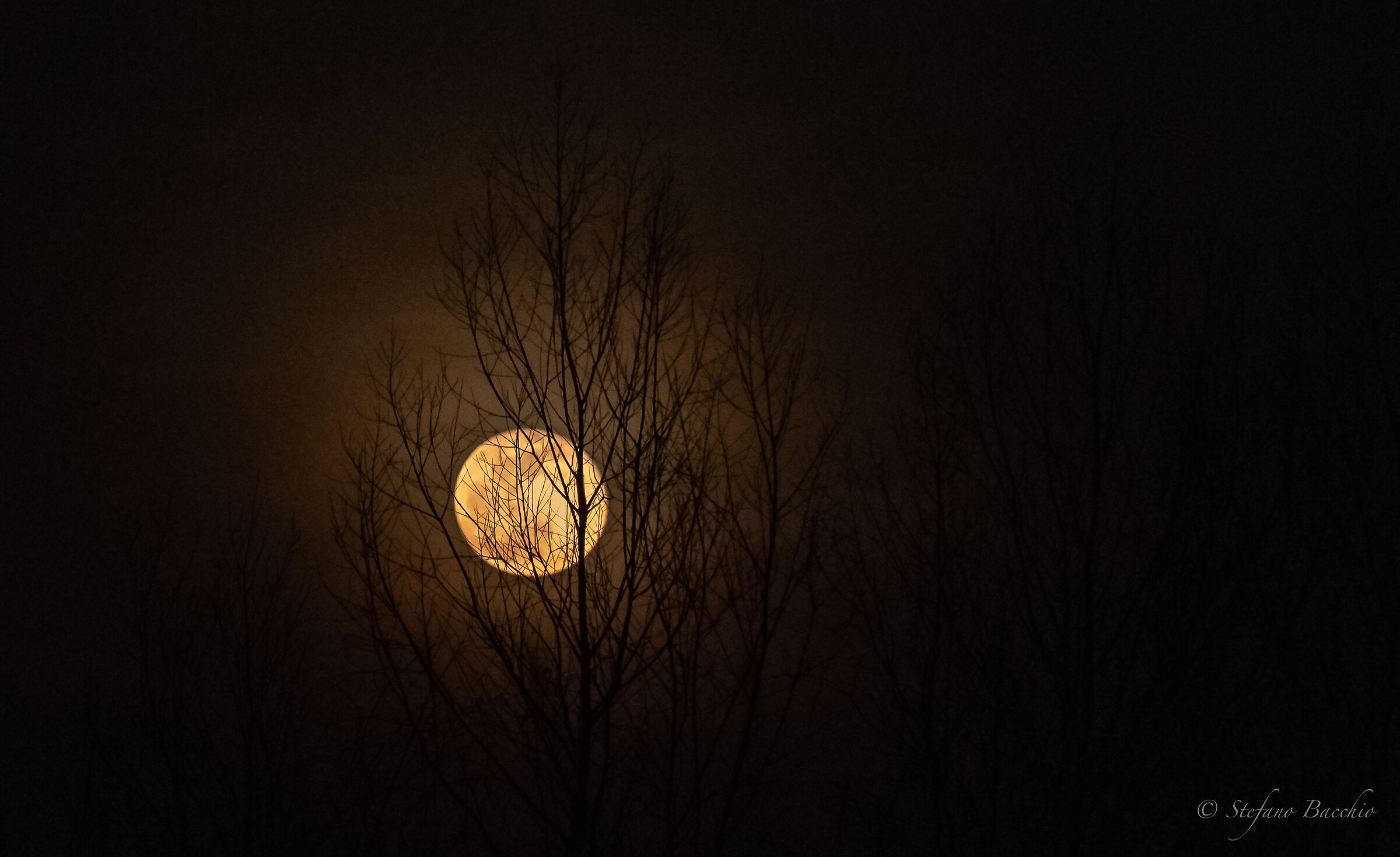 Between the branches