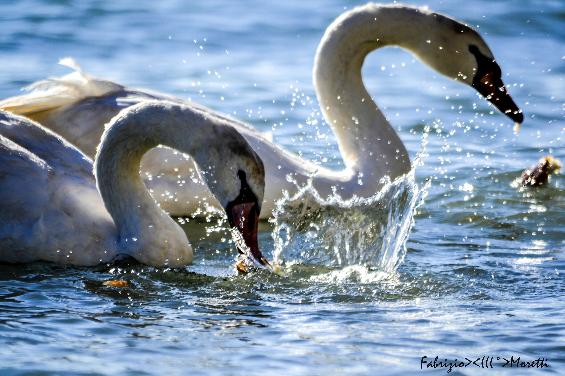 Swans at the Sea