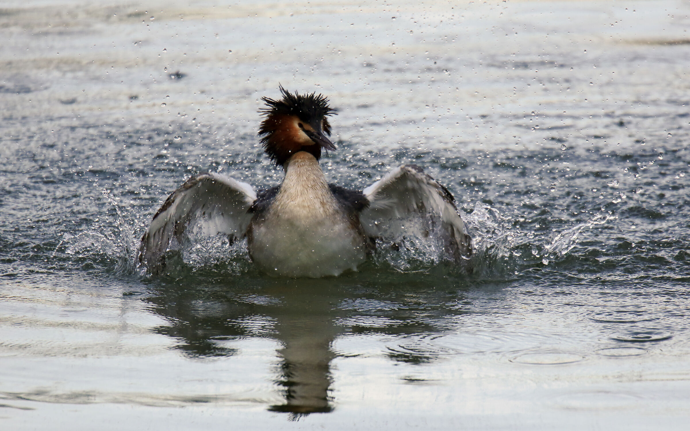 Grebe