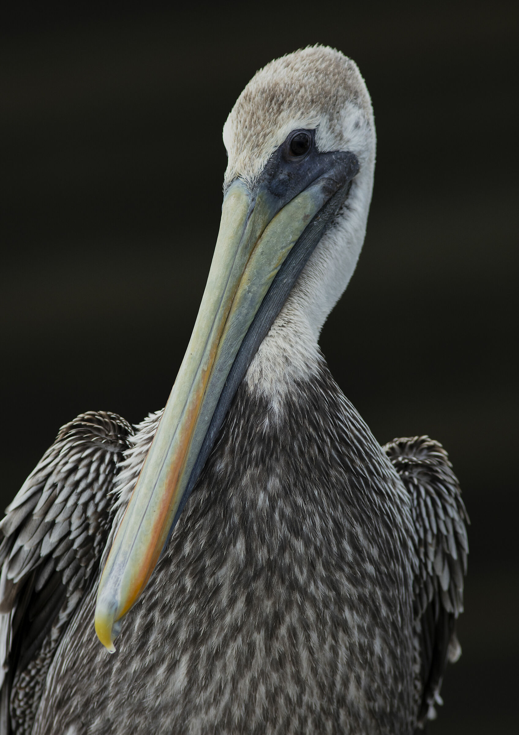 Brown Pelican