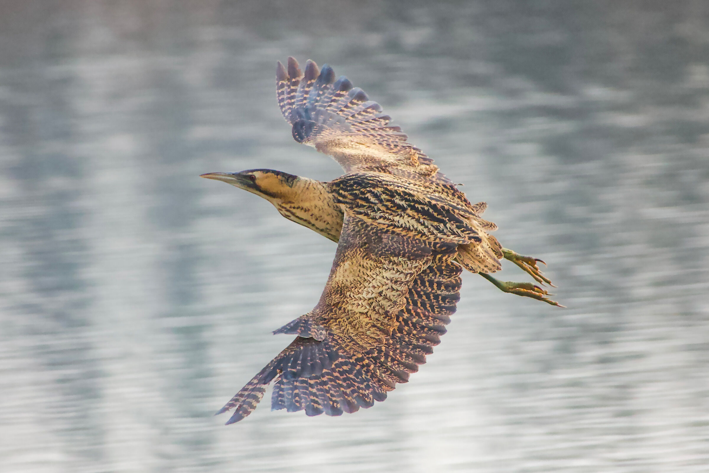 Bittern