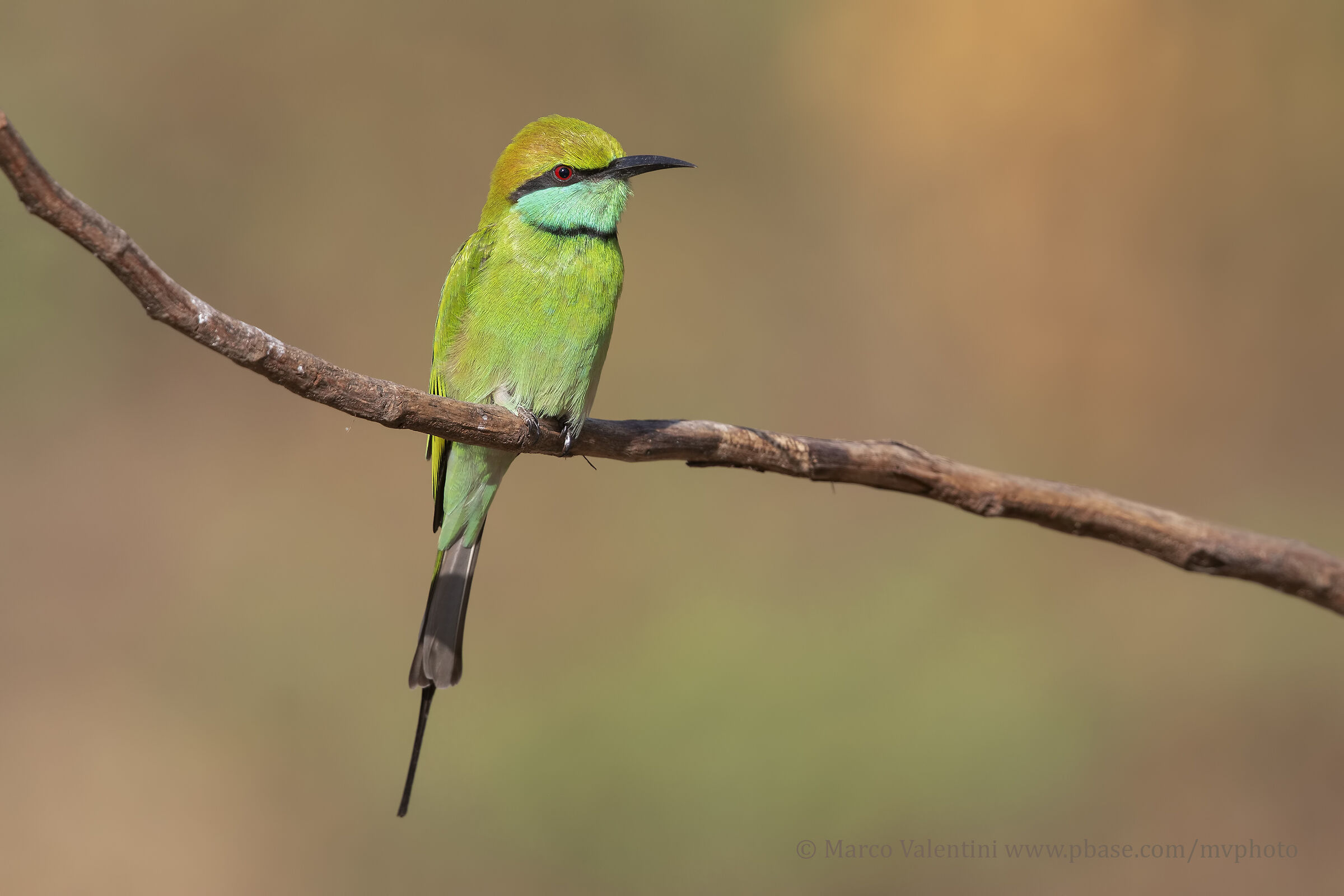 Green Bee-eater