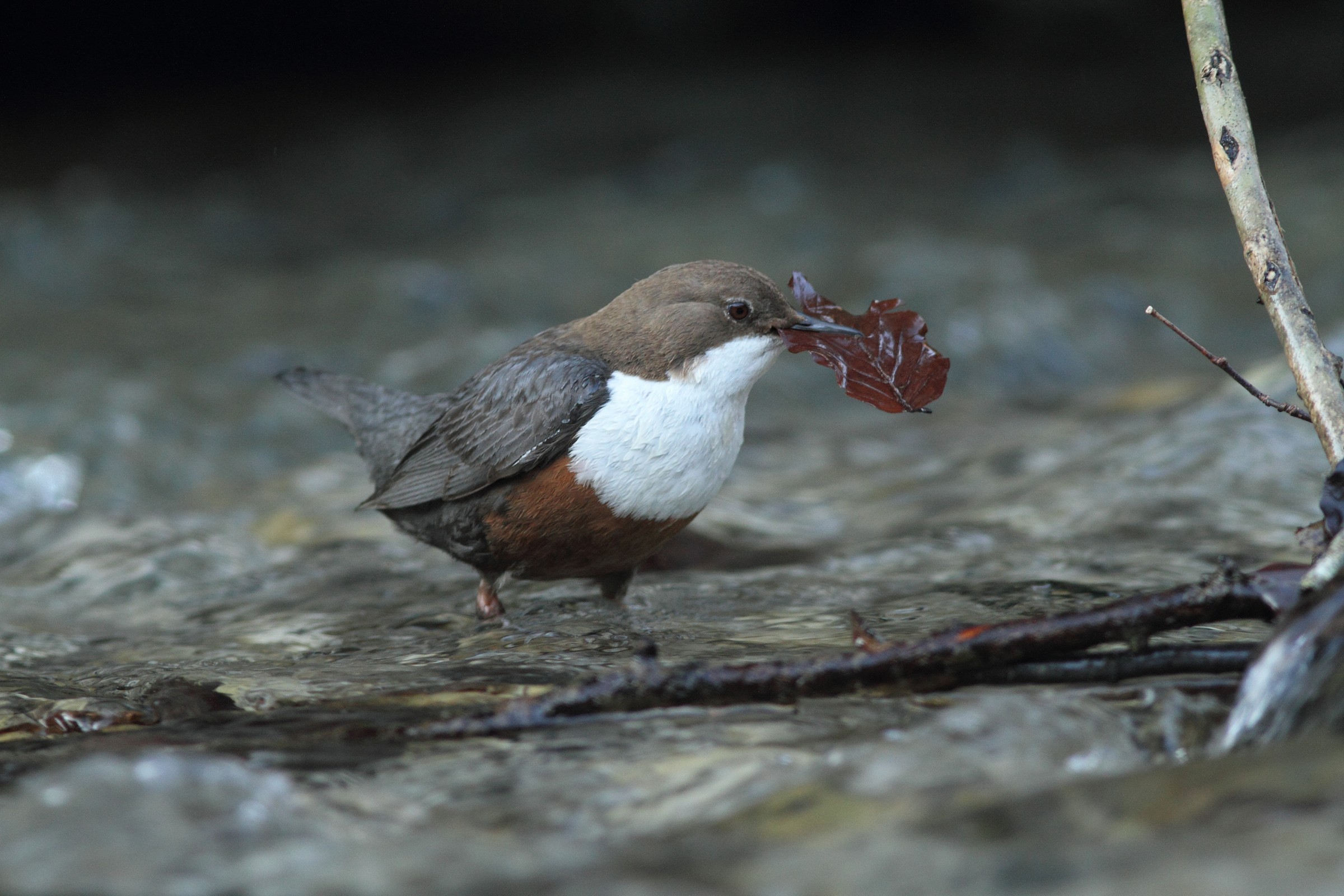 Dipper