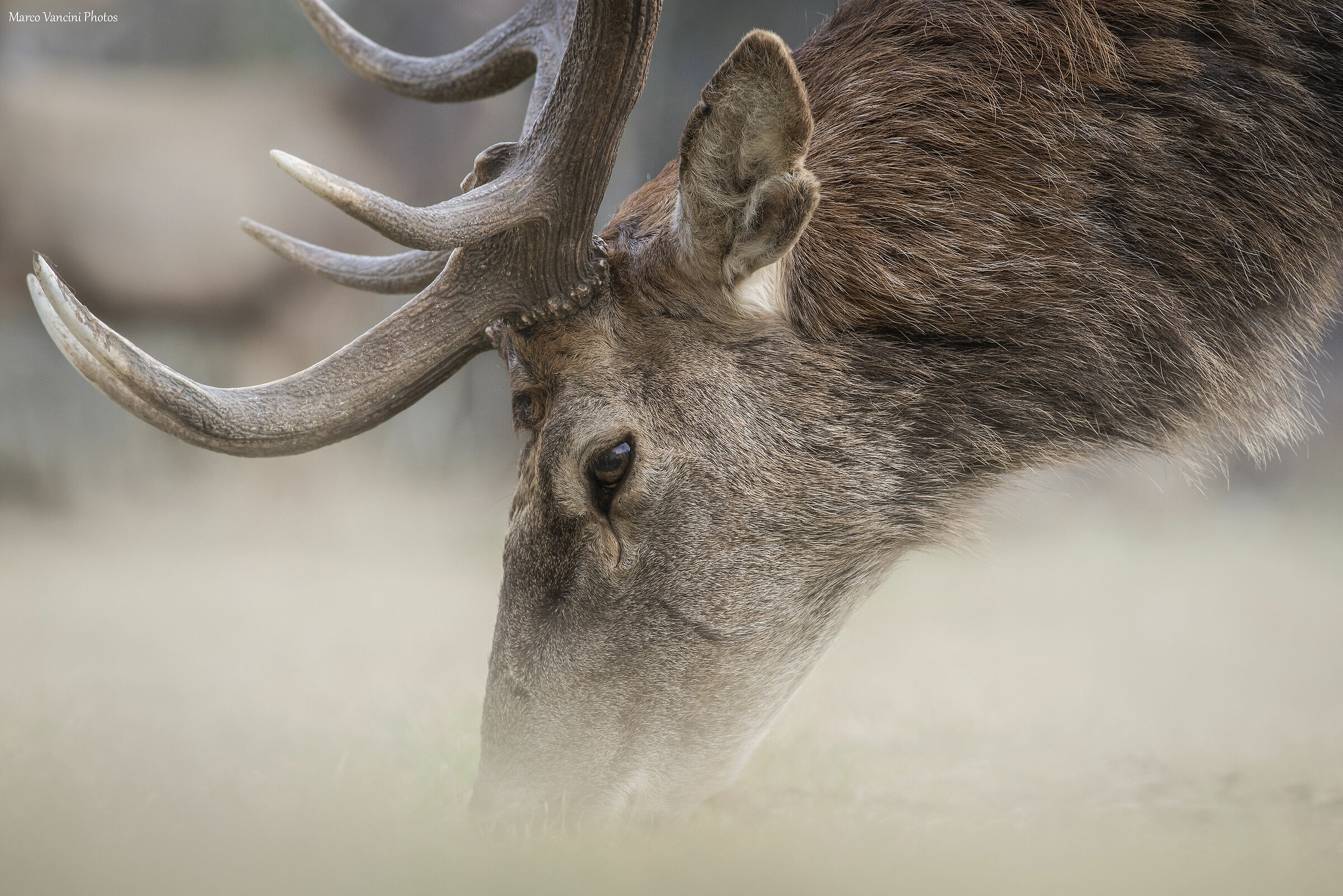 The profile of the deer