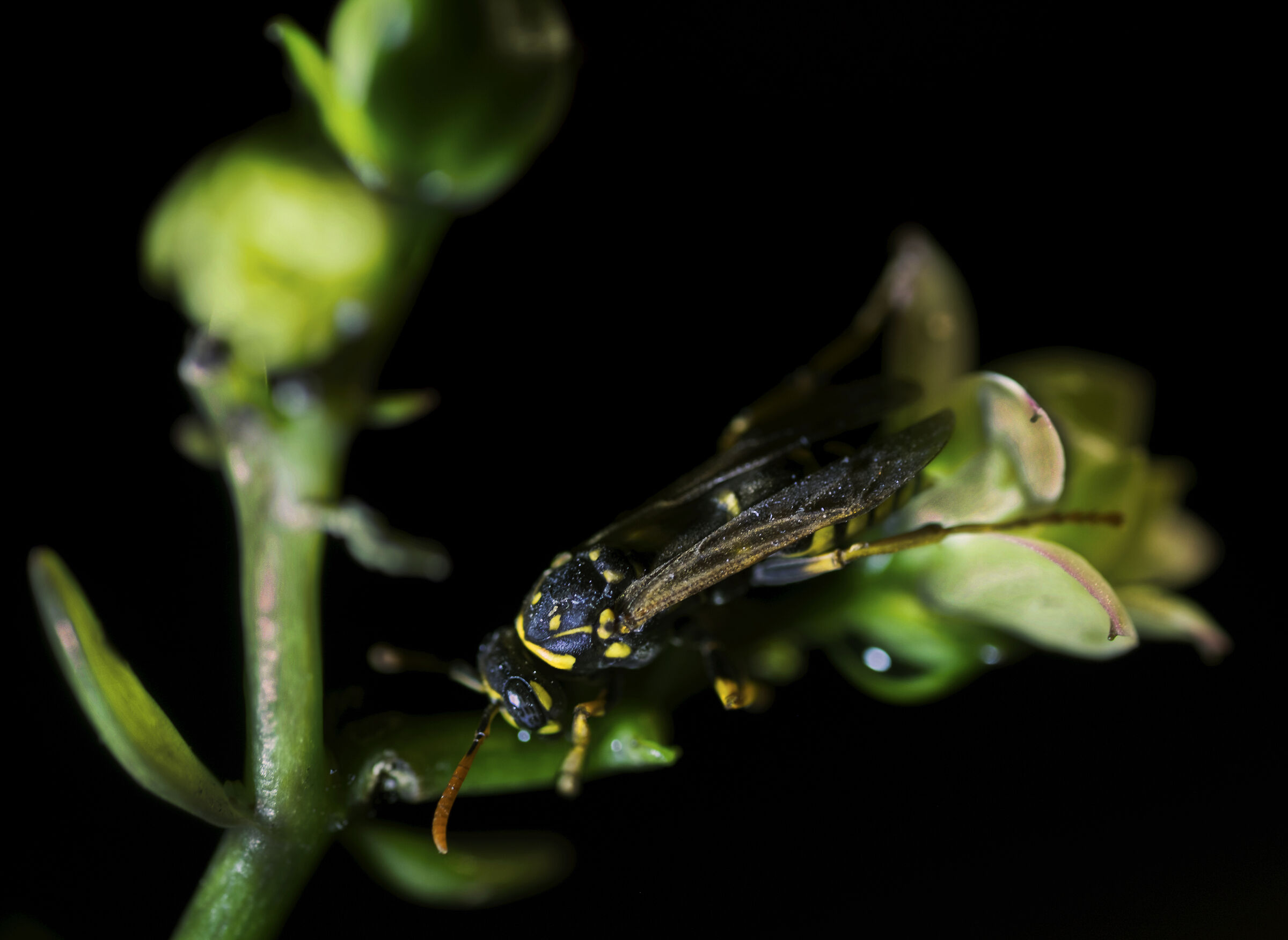 Fujifilm XT1 60mm f2.4 Fujifilm Vespa su fiore