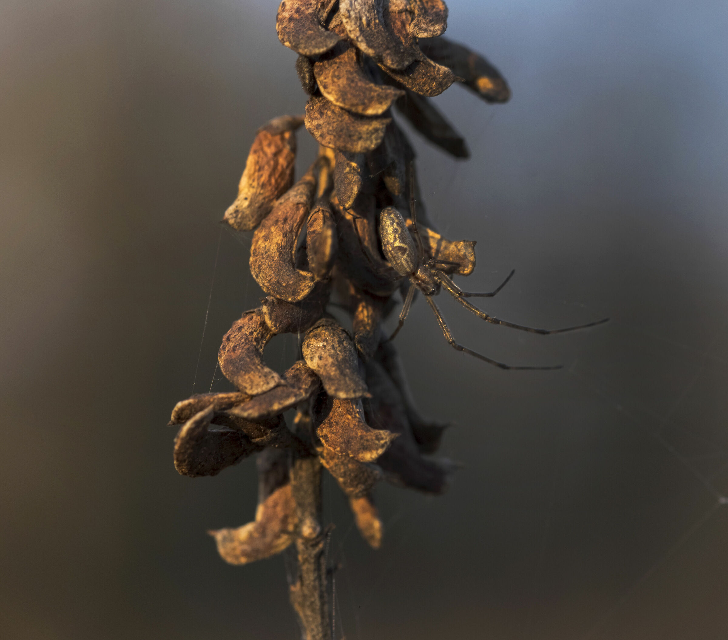 Fujifilm XT1 60mm F 2.4 Fujifilm pods with Spider