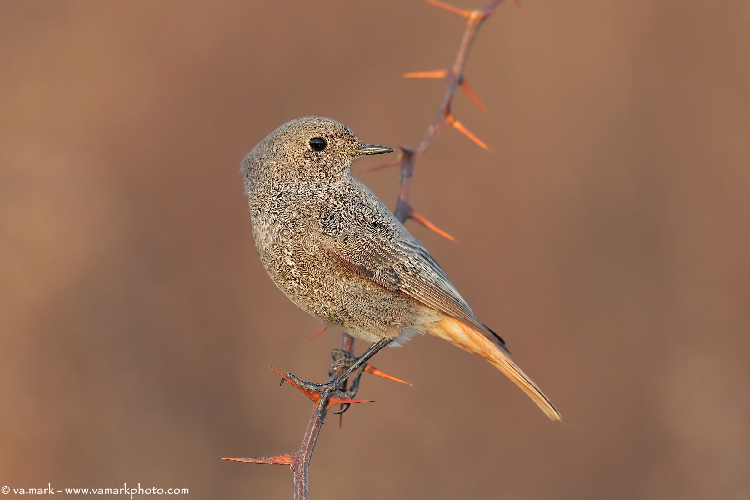 Codirosso spazzacamino (f)
