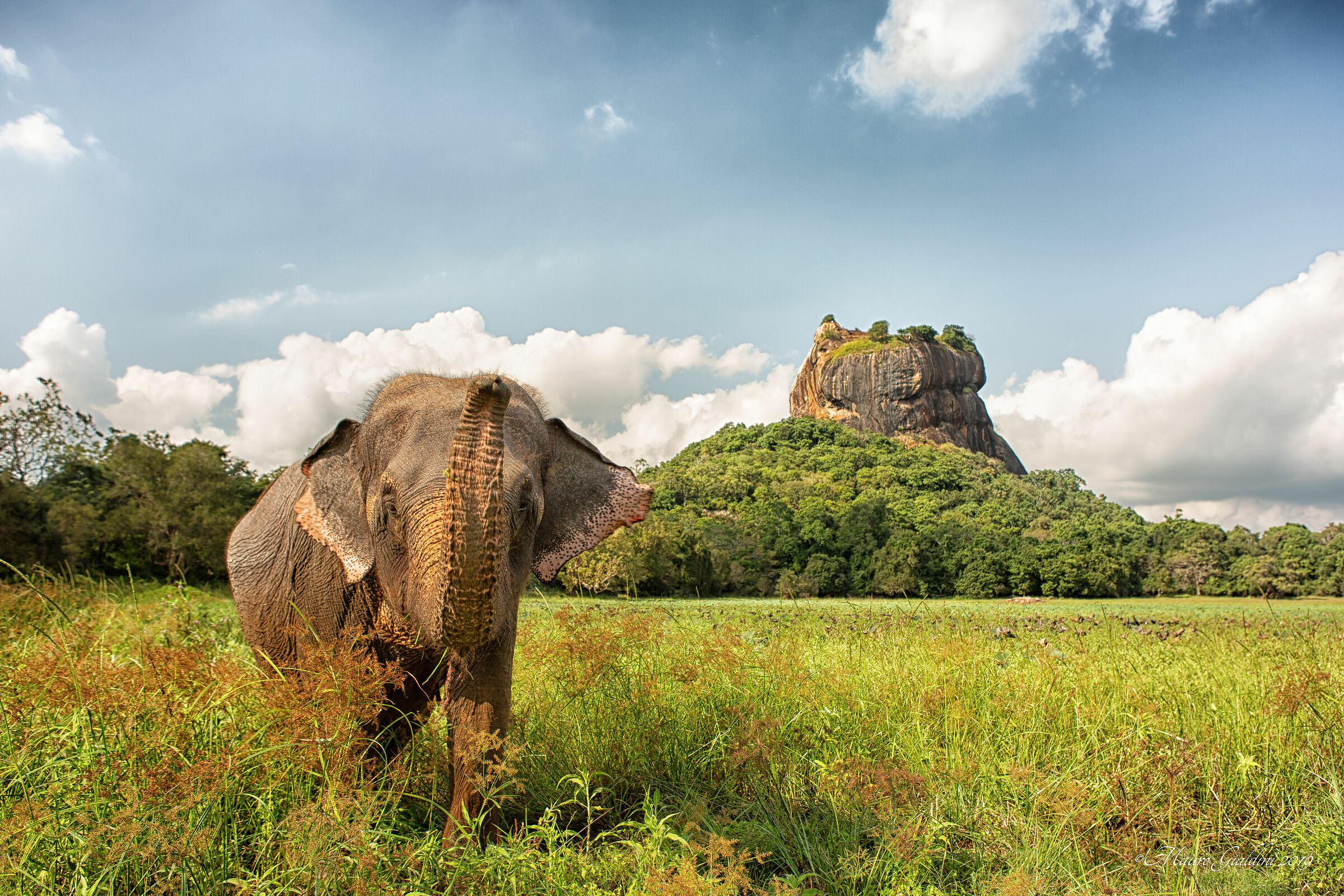 The Elephant and Sigiriya