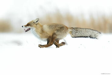 Vulpes vulpes