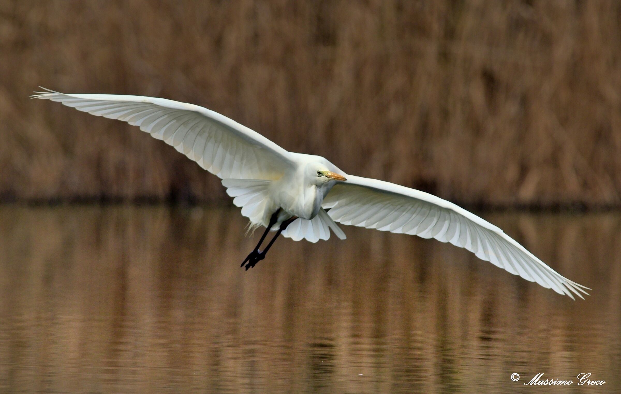 Airone bianco maggiore