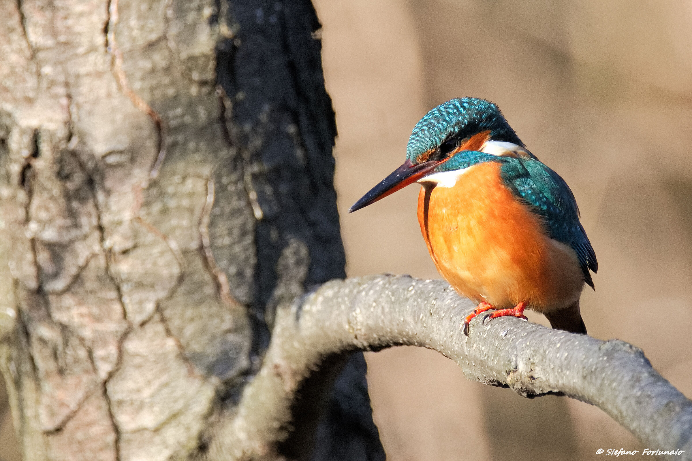 Martin pescatore femmina