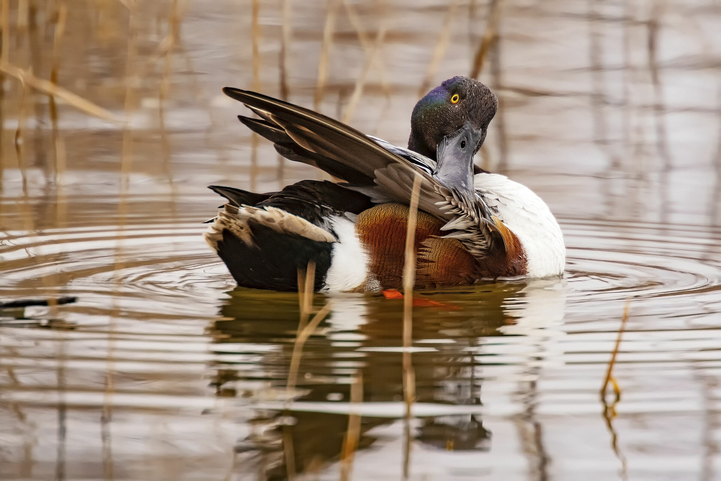 A Cominatina to the Isiume