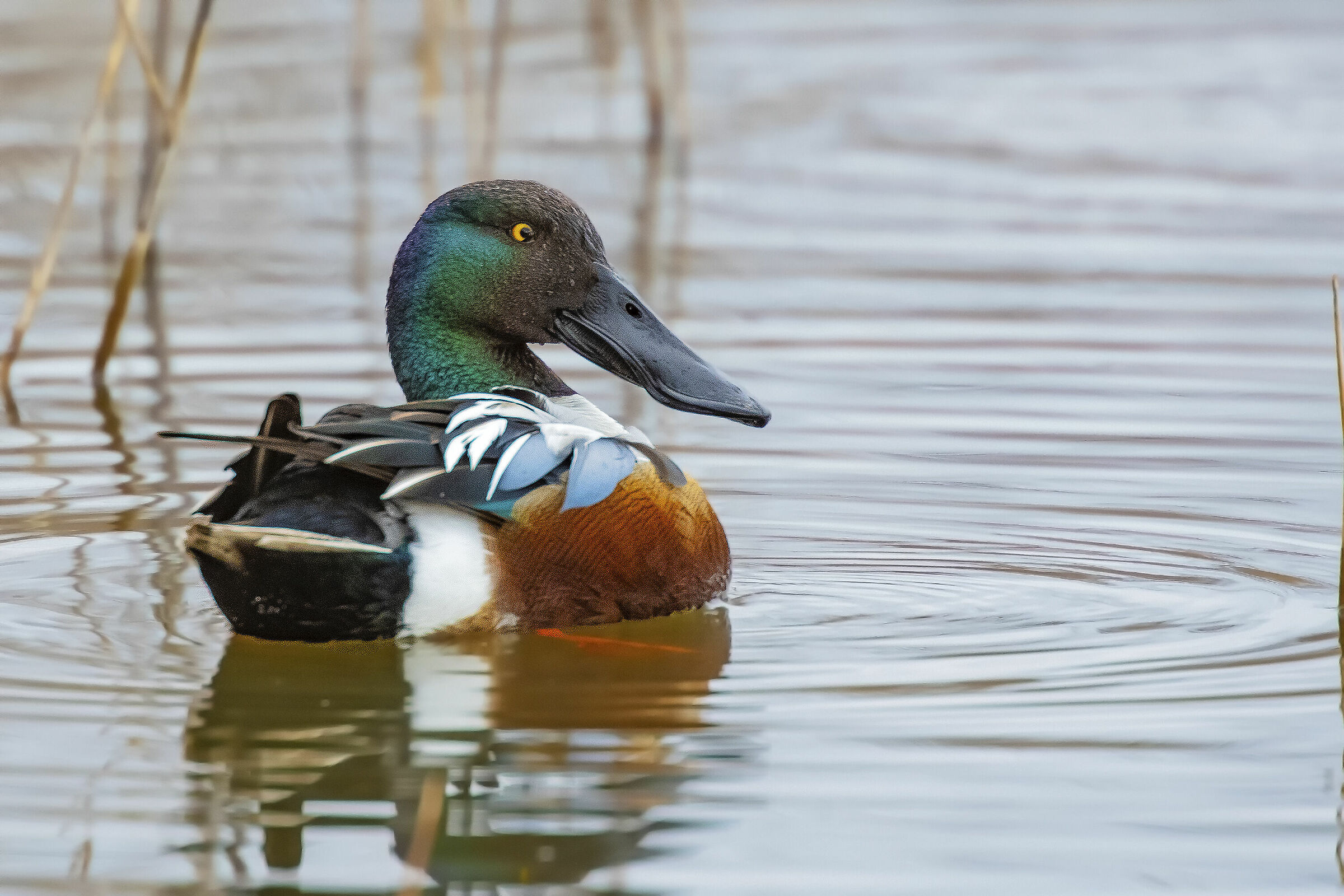 The look of the Shoveler
