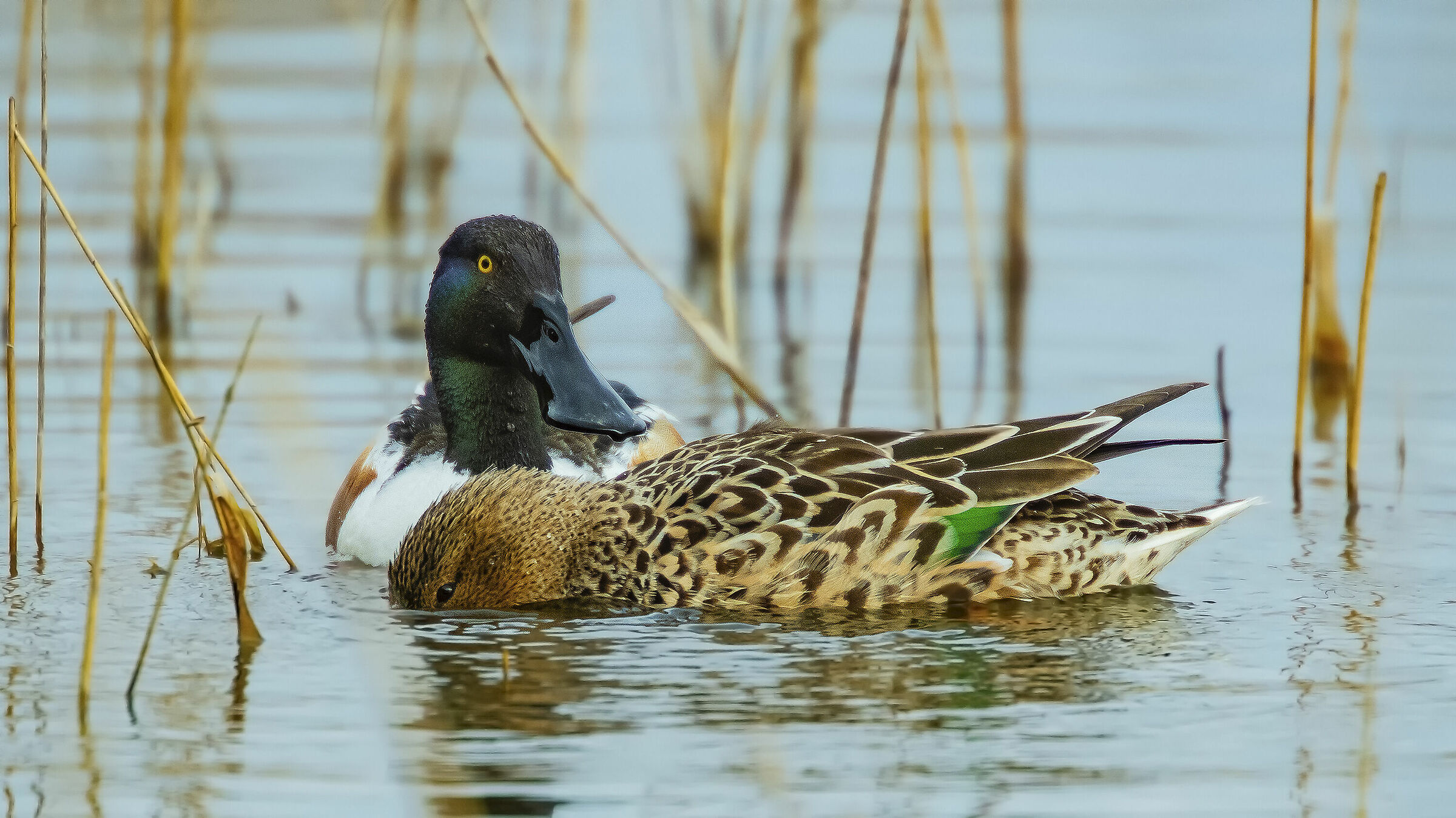 Groundbait Ladolones