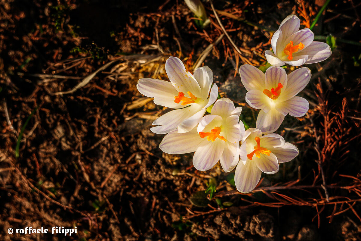 Crocus-Burcina-Biellese