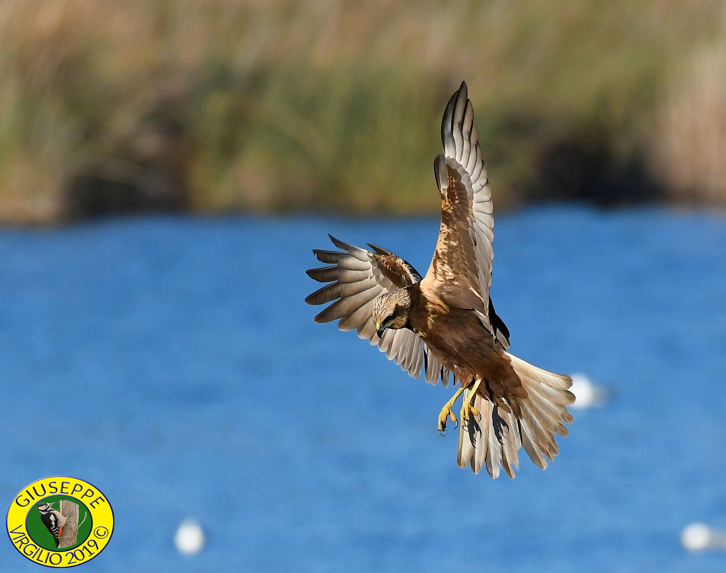 Falco Di Palude - Nord Sardegna -