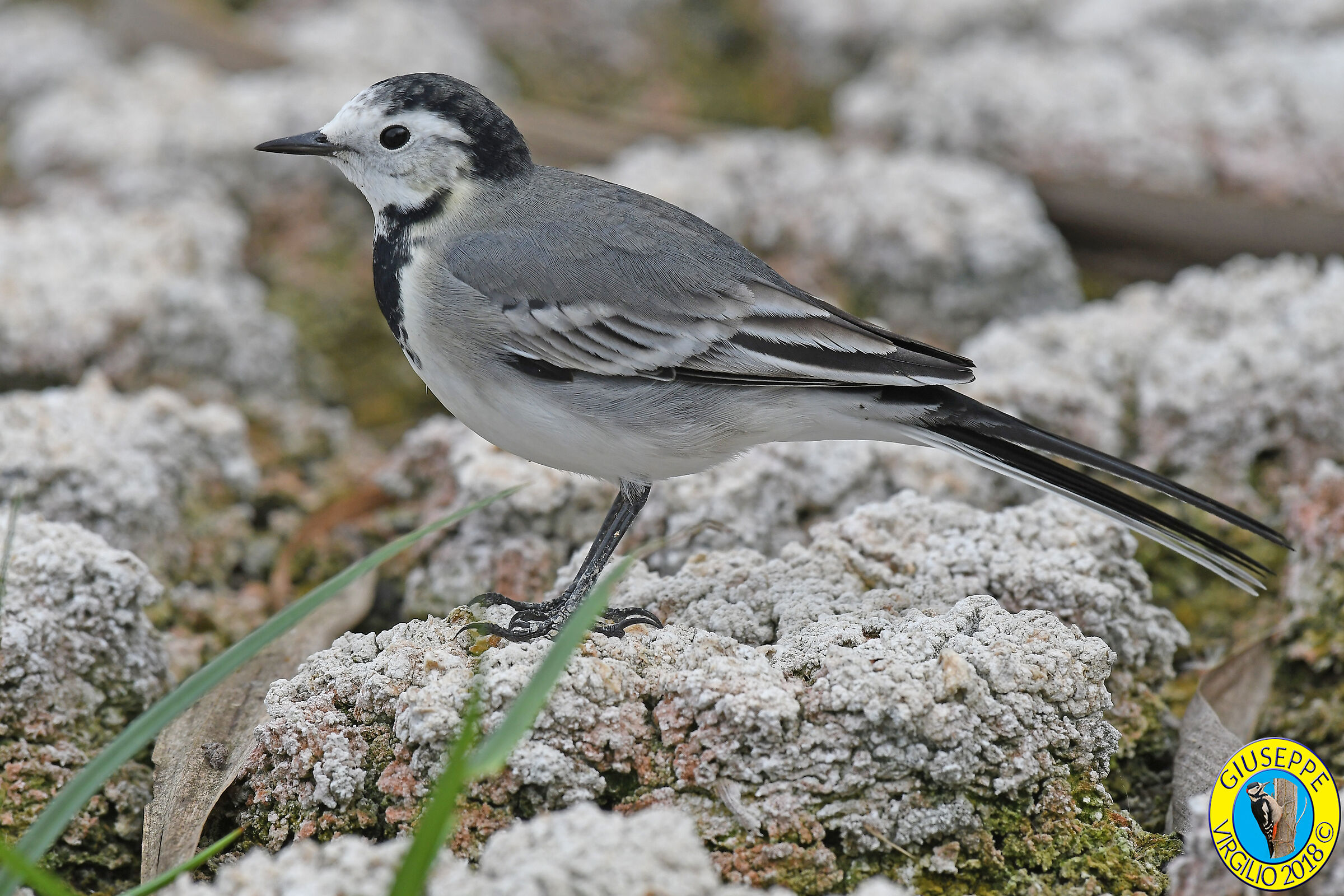 Ballerina Bianca (Sardegna ) 2018