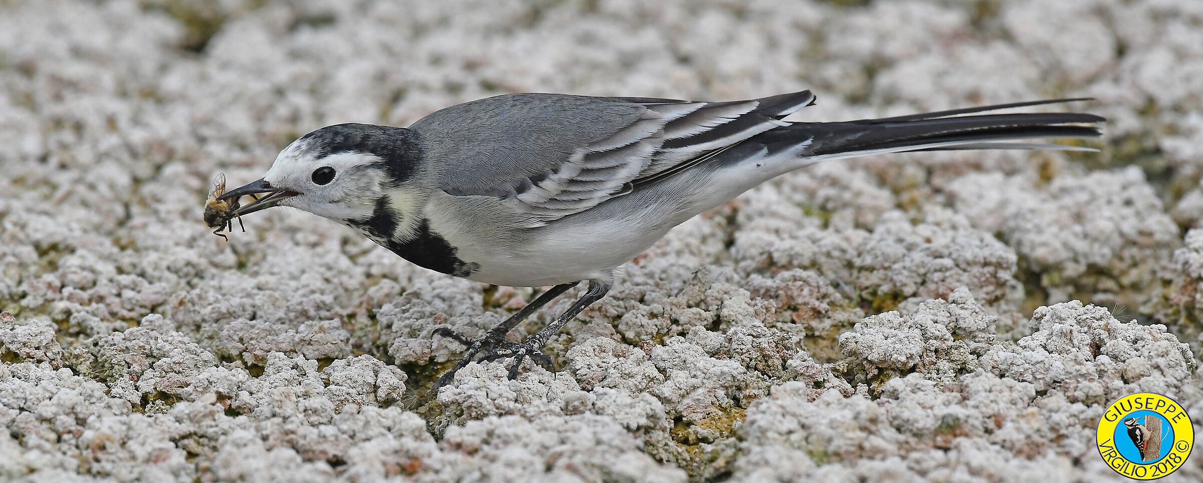 White Ballerina (Sardinia) 2018