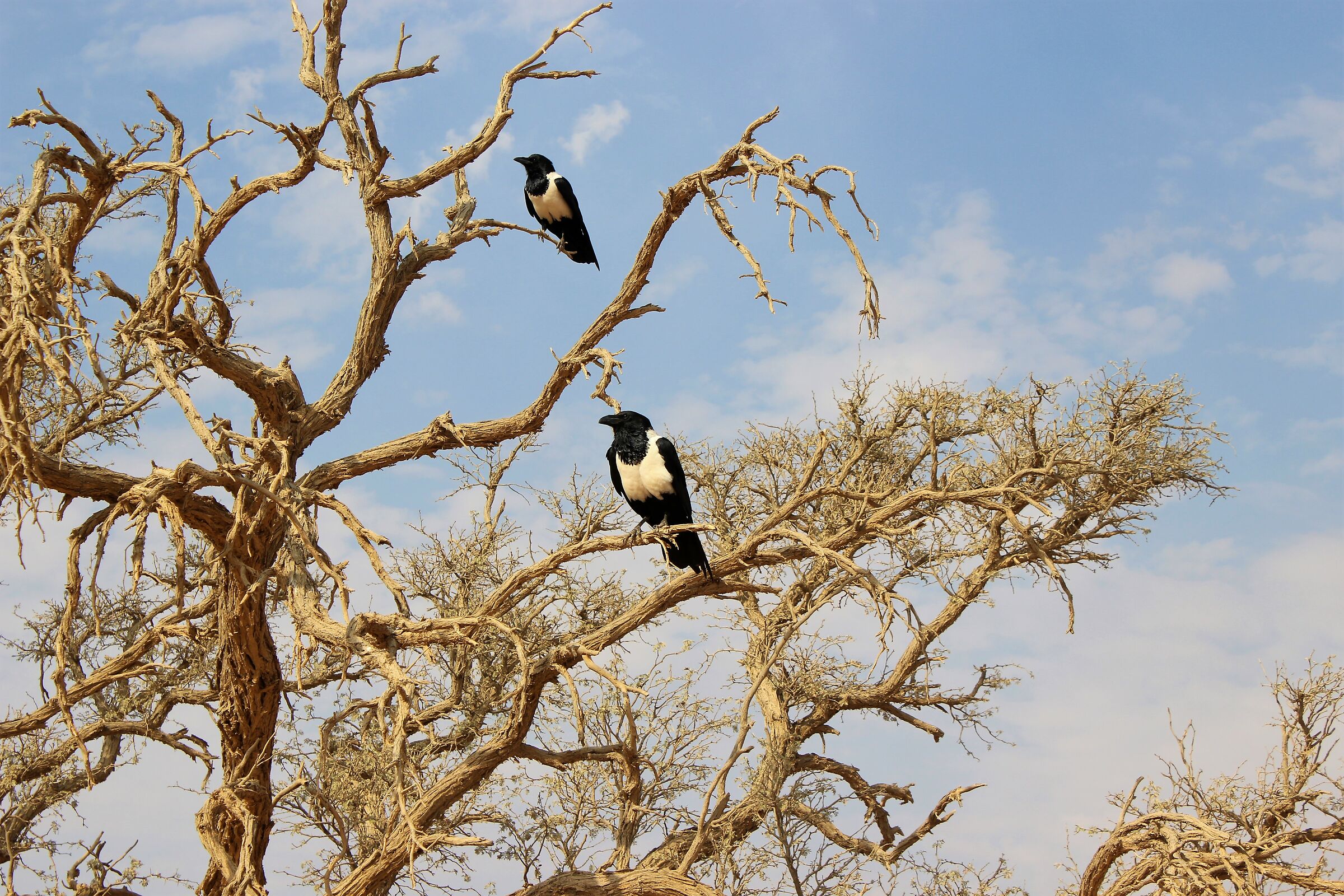 i guardiani di Sossusvlei
