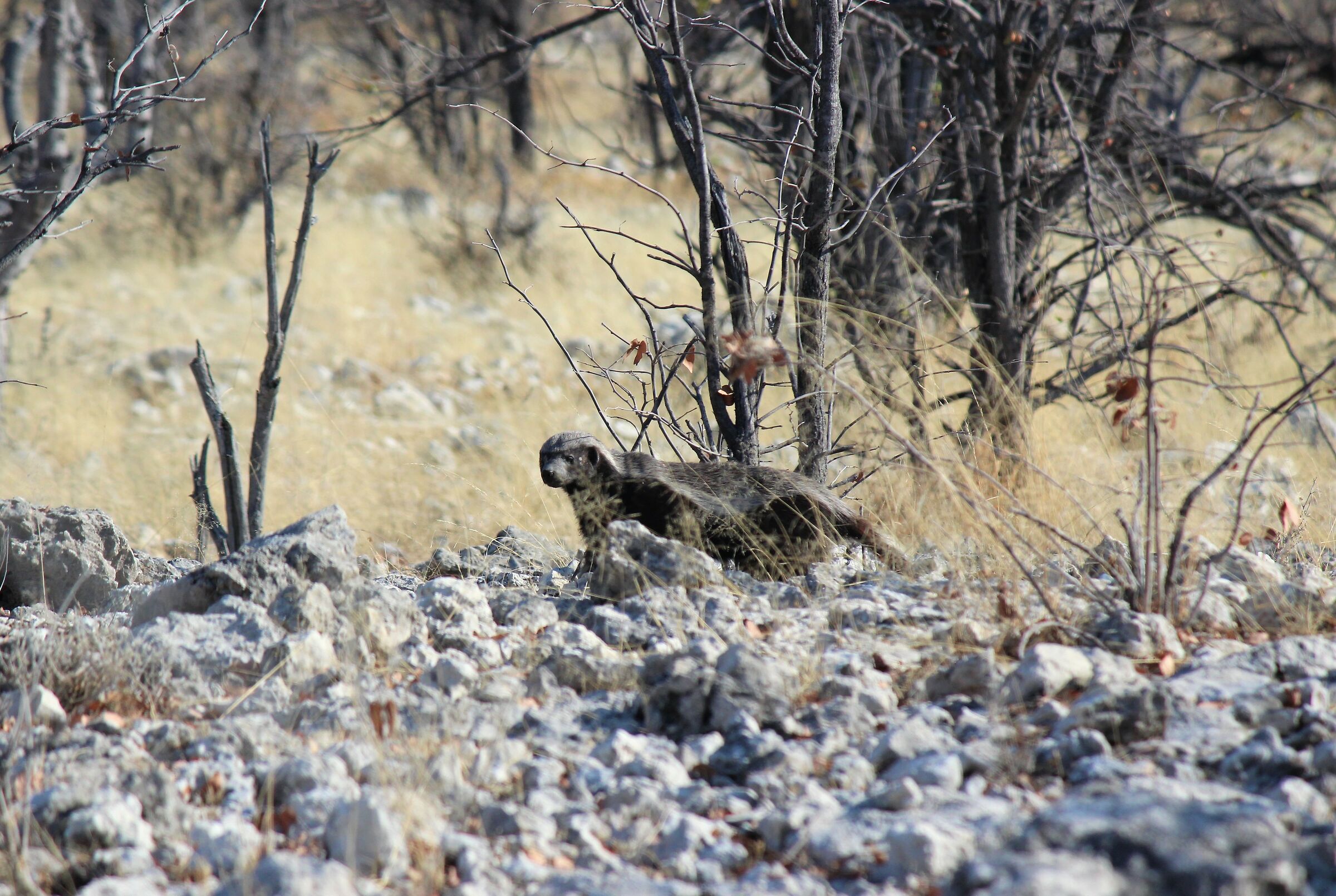 The Ghost of the Bush