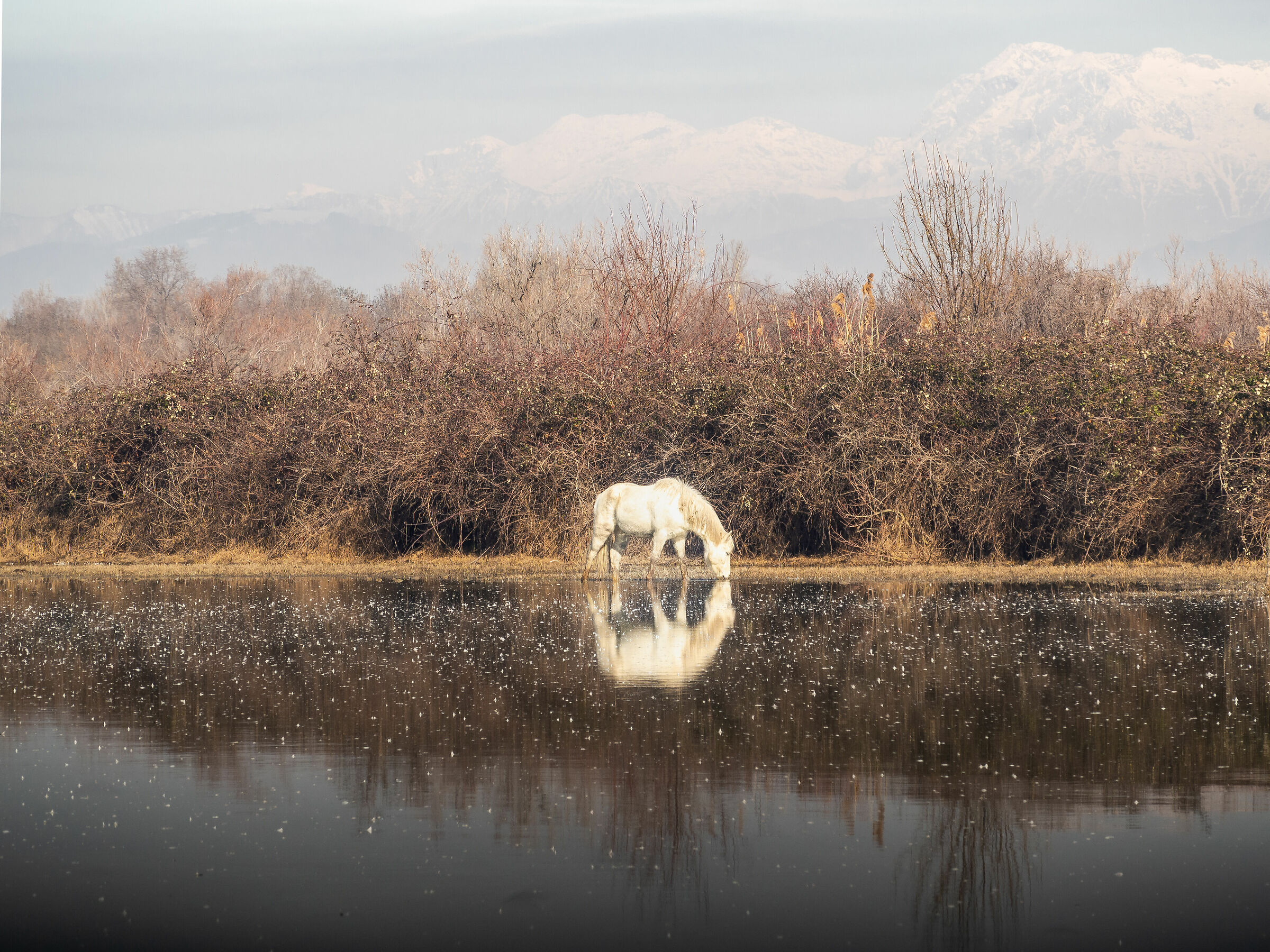Camargue horses on the loose-Isle of Cona
