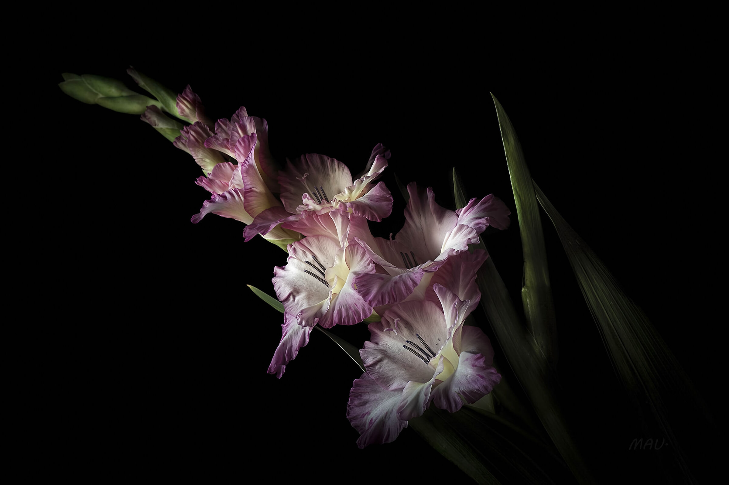 Gladiolus